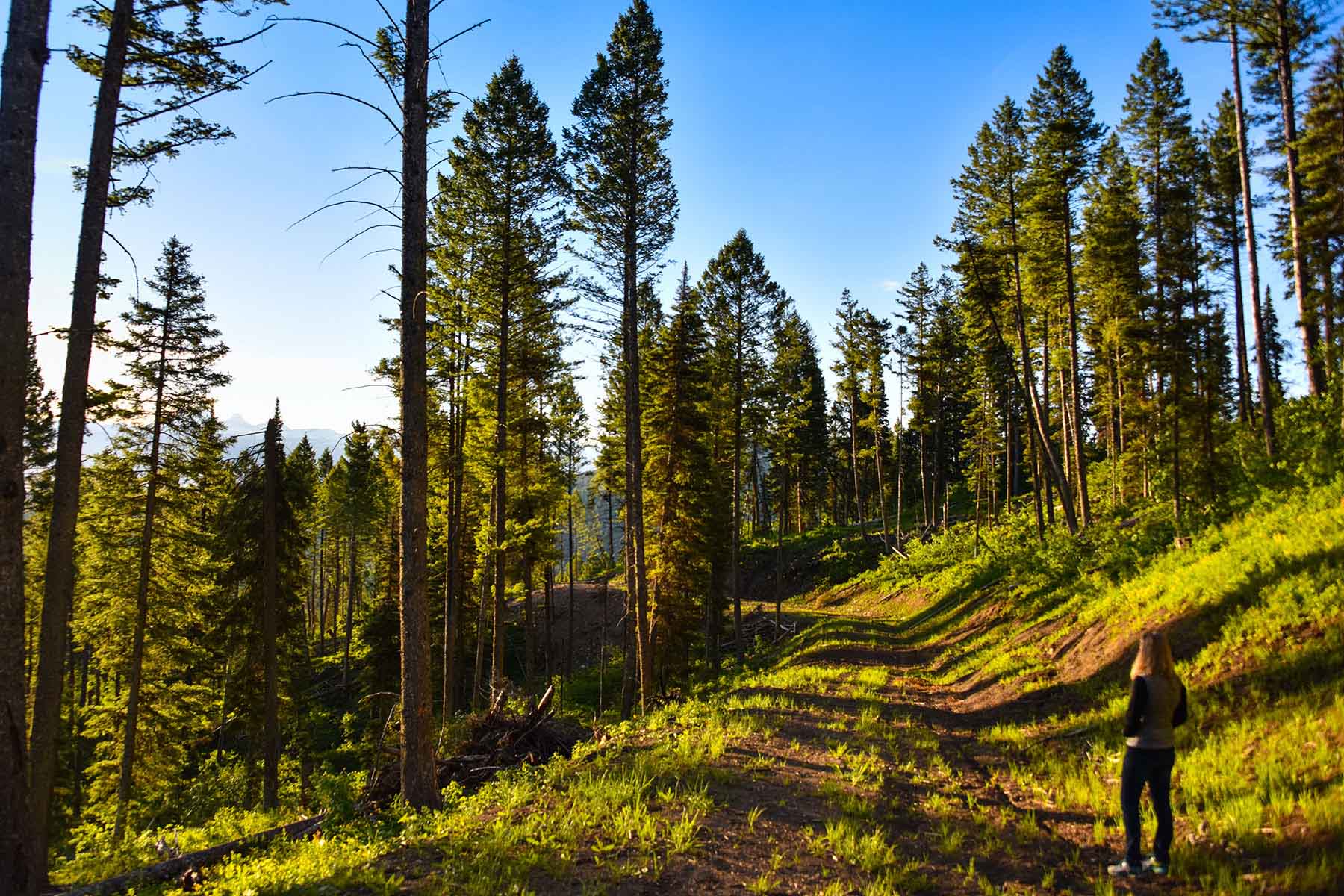 Teton Timbers Ranch property picture 10 of 55