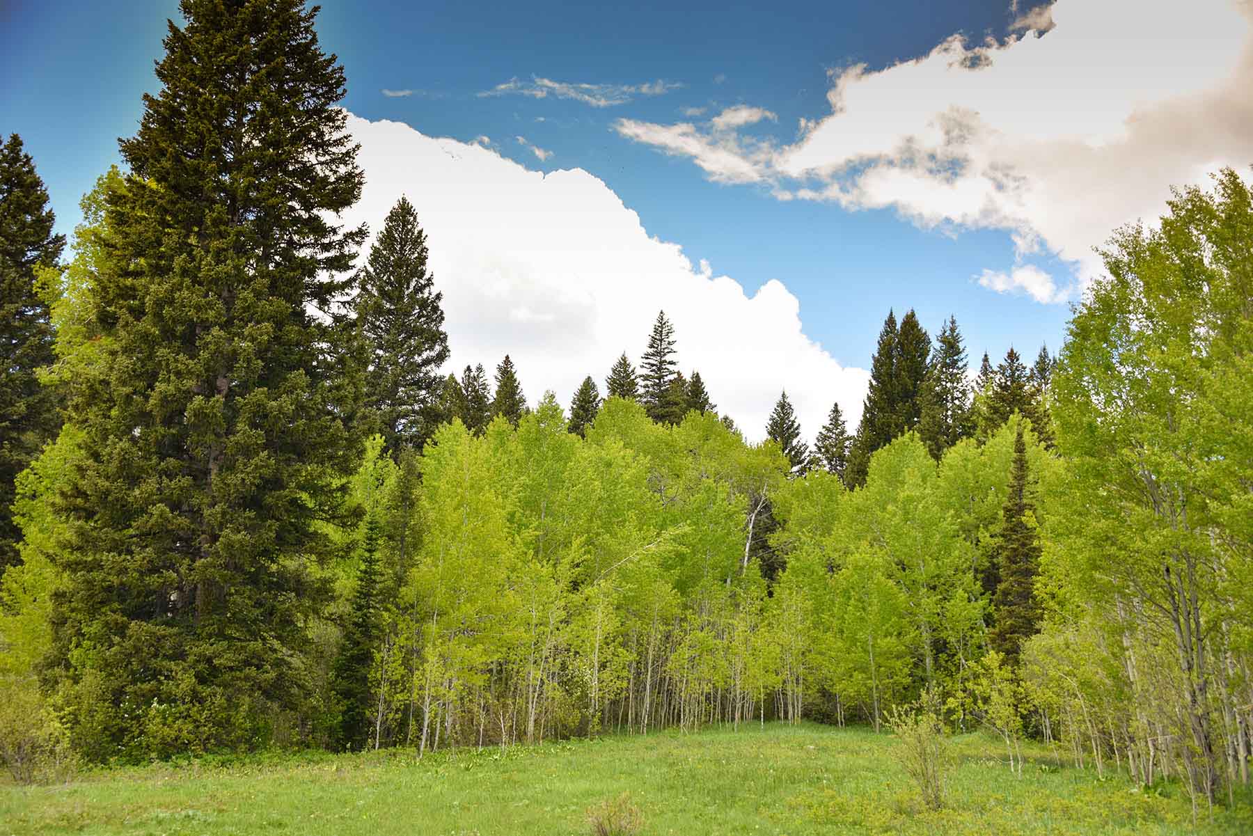 Teton Timbers Ranch property picture 11 of 55