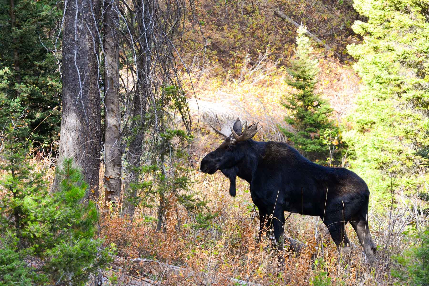Teton Timbers Ranch property picture 31 of 55
