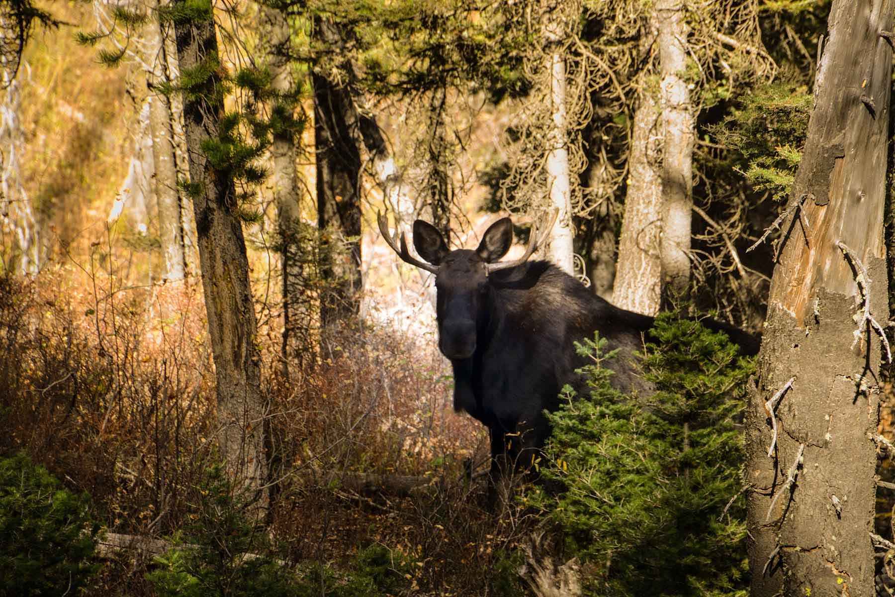 Teton Timbers Ranch property picture 32 of 55