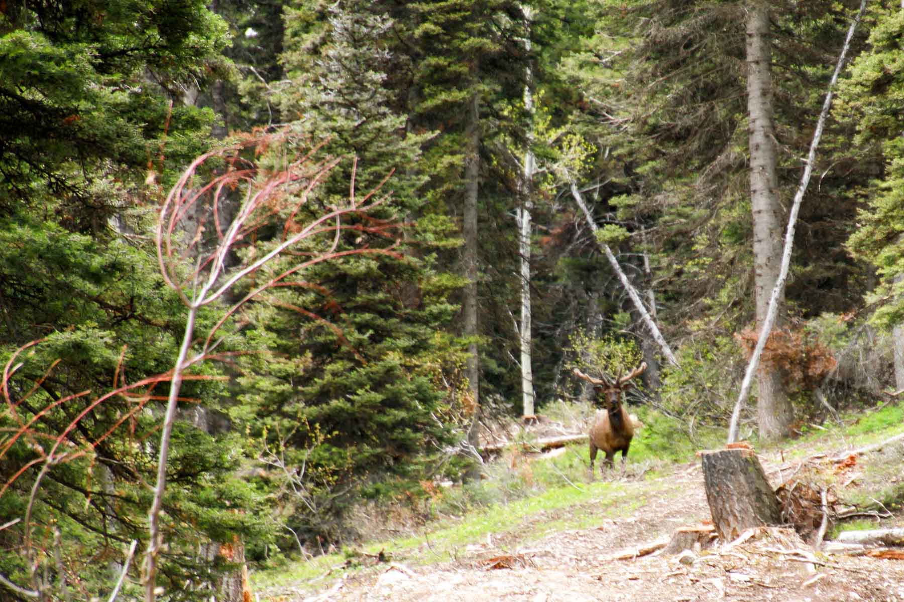 Teton Timbers Ranch property picture 33 of 55