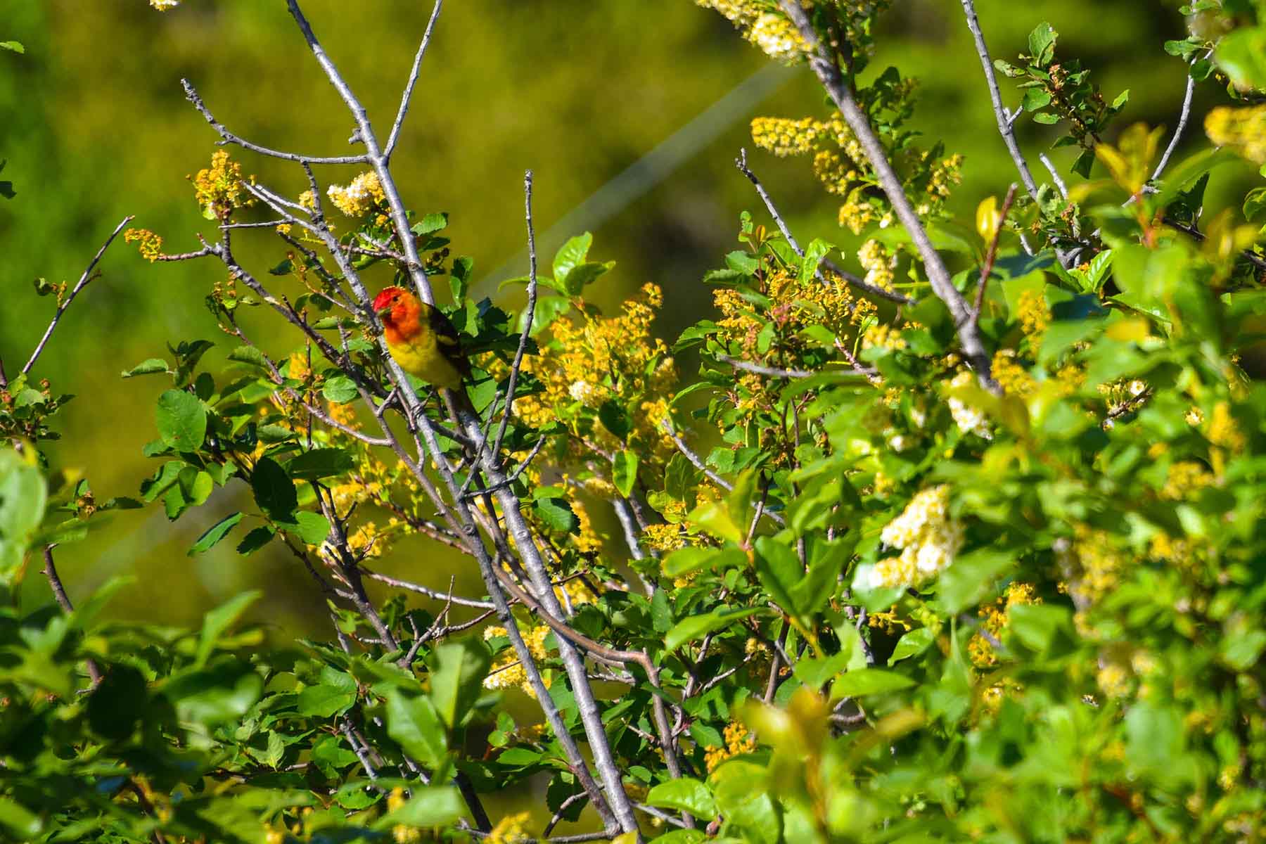 Teton Timbers Ranch property picture 34 of 55