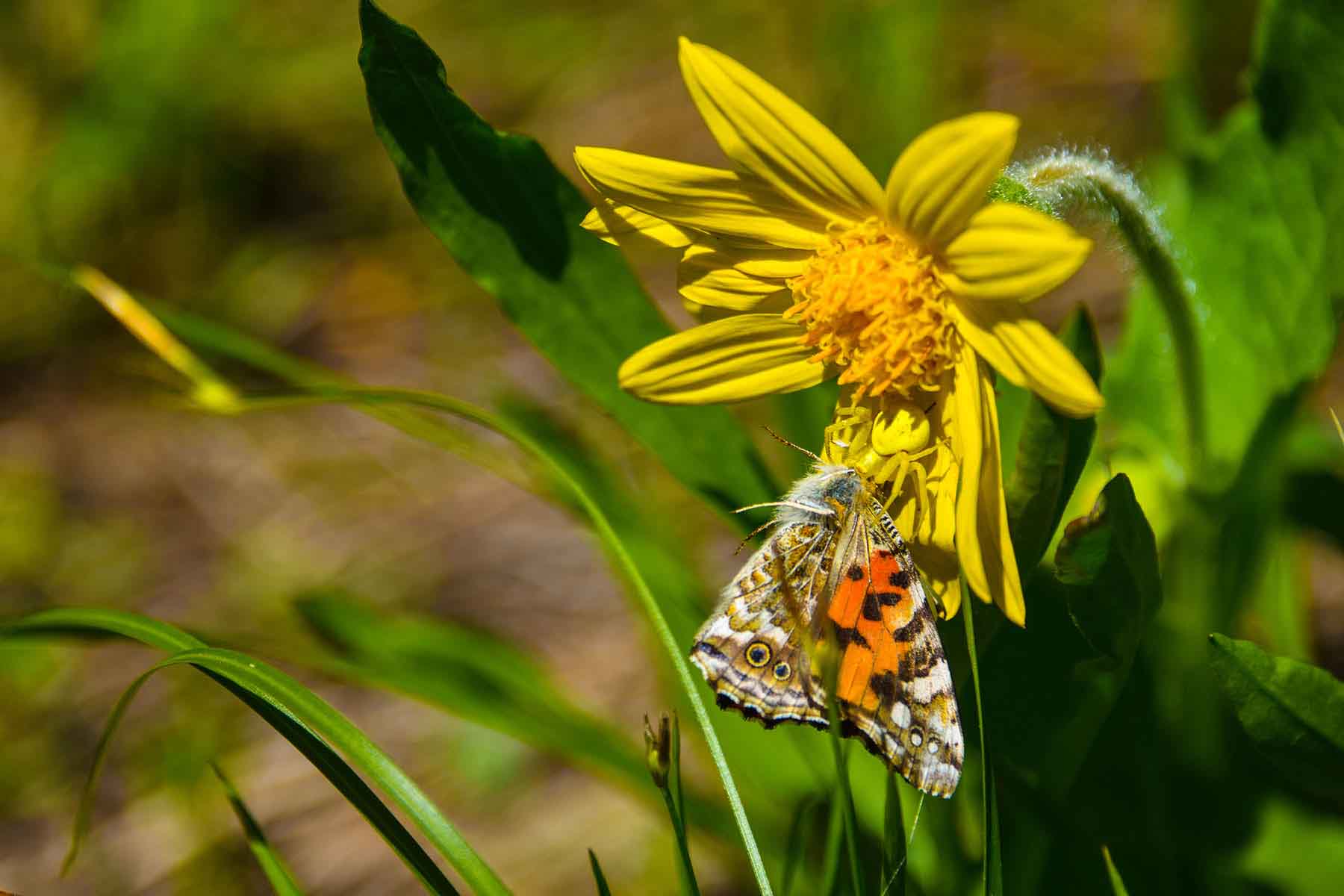 Teton Timbers Ranch property picture 35 of 55