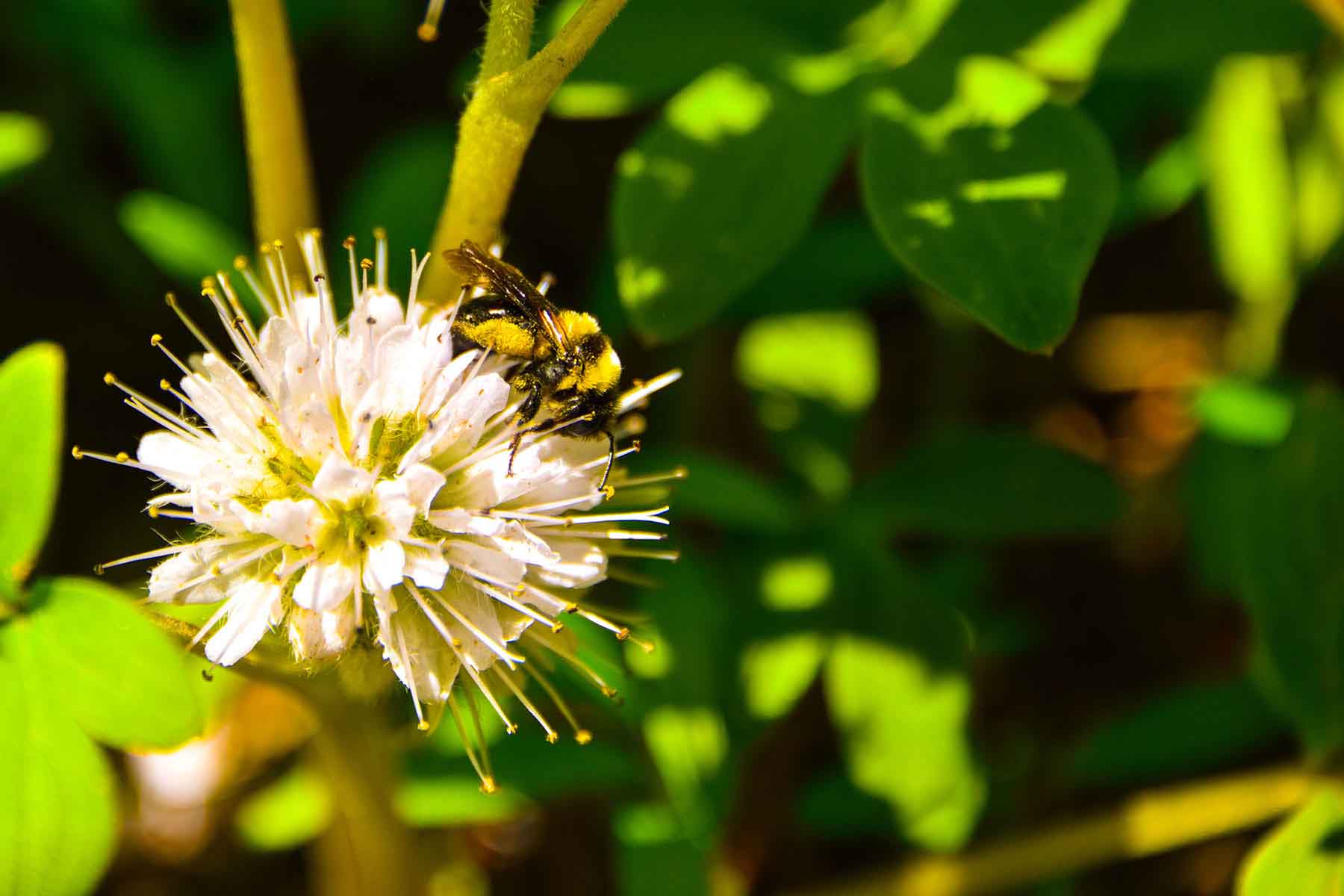 Teton Timbers Ranch property picture 36 of 55