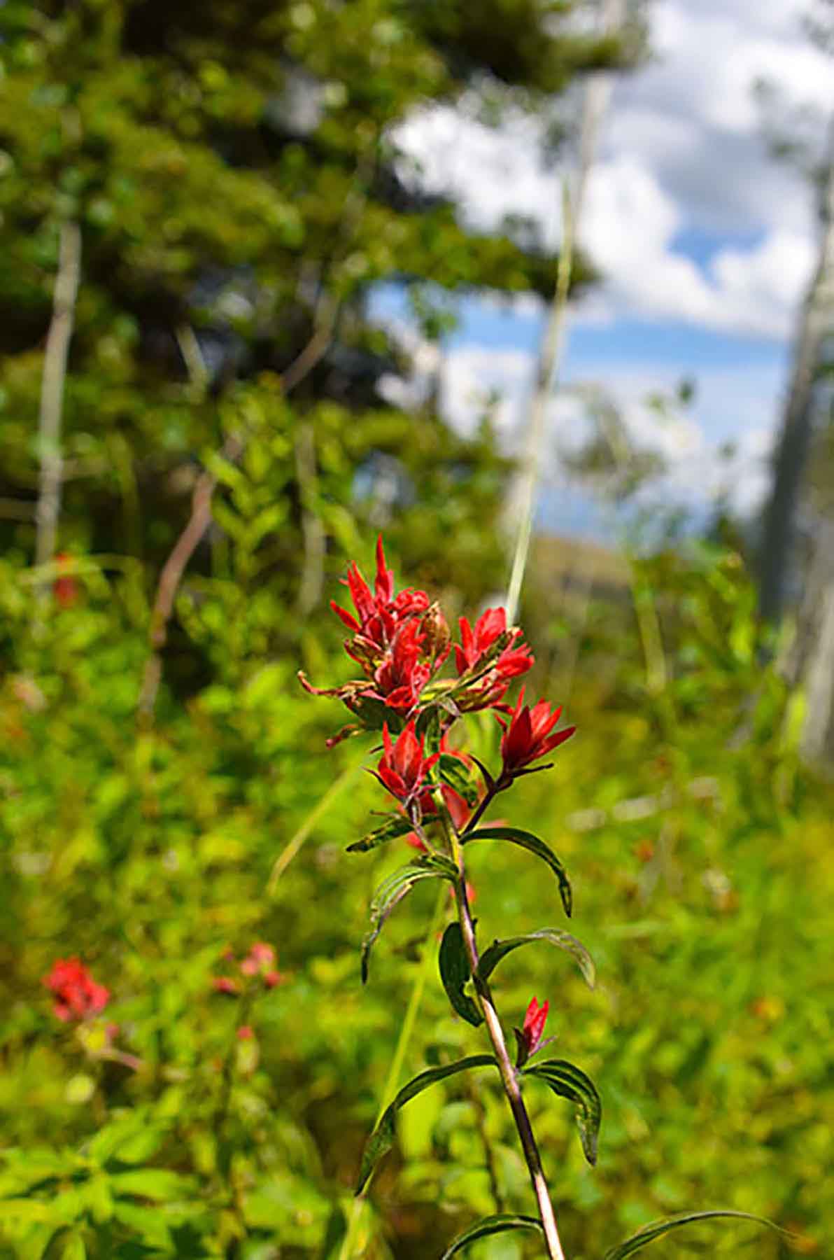 Teton Timbers Ranch property picture 37 of 55