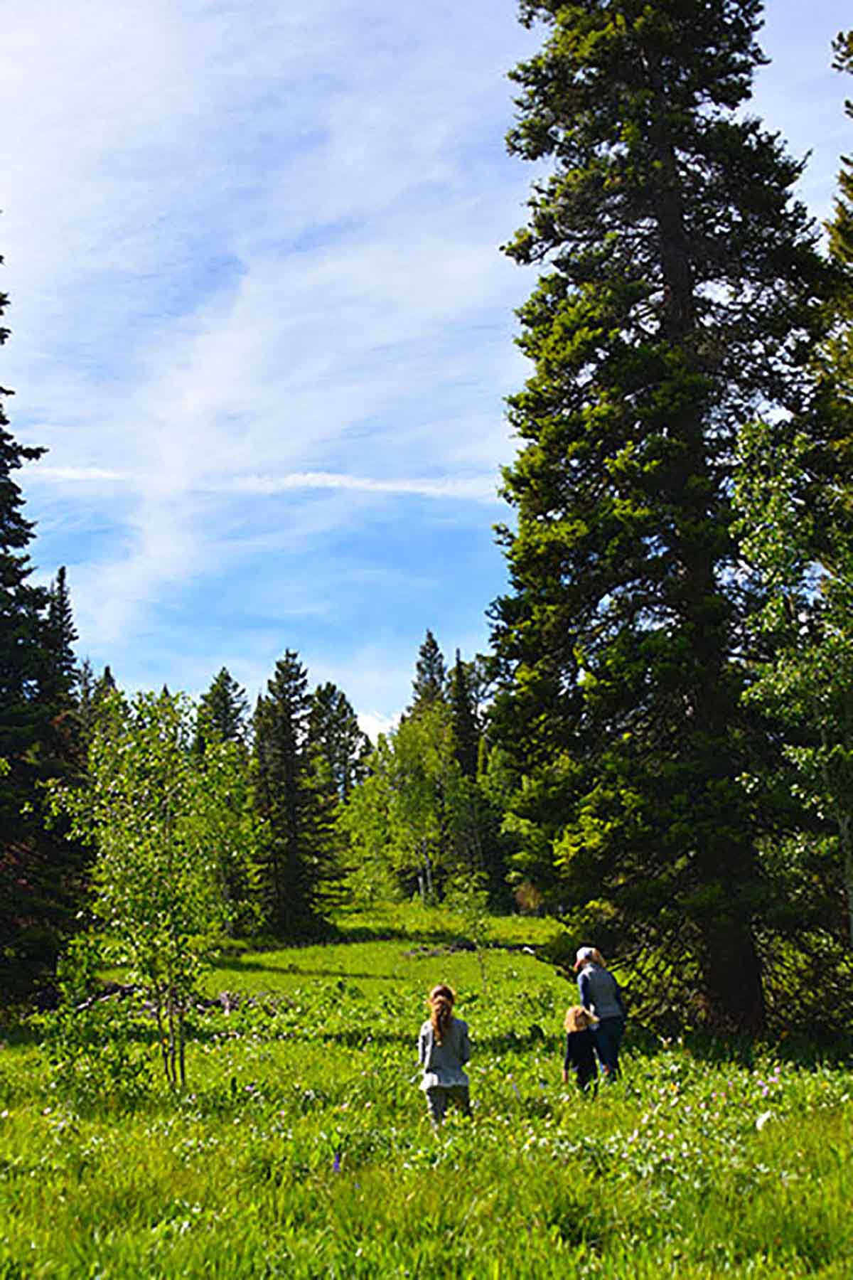 Teton Timbers Ranch property picture 38 of 55