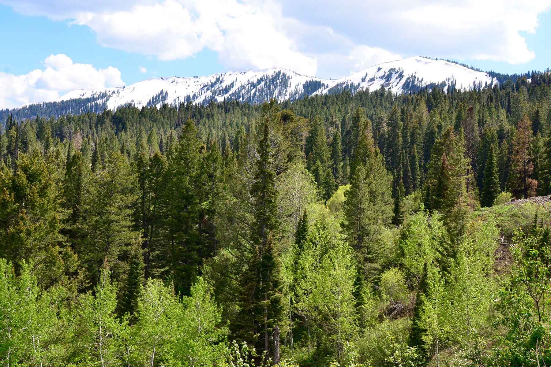 Teton Timbers Ranch property picture 40 of 55