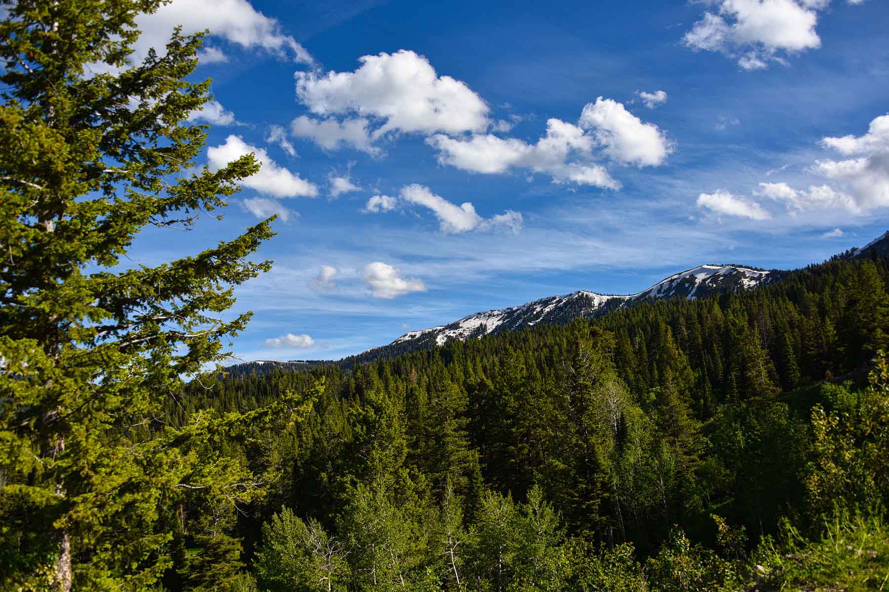 Teton Timbers Ranch property picture 44 of 55