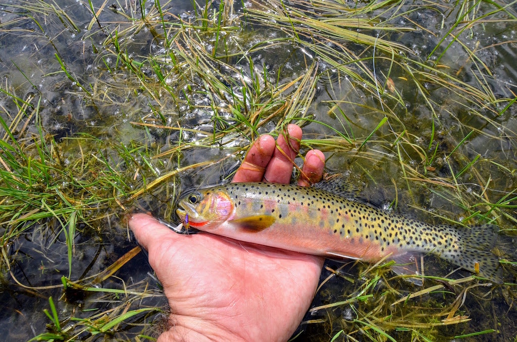 Little Morgan Creek Ranch property picture 54 of 58