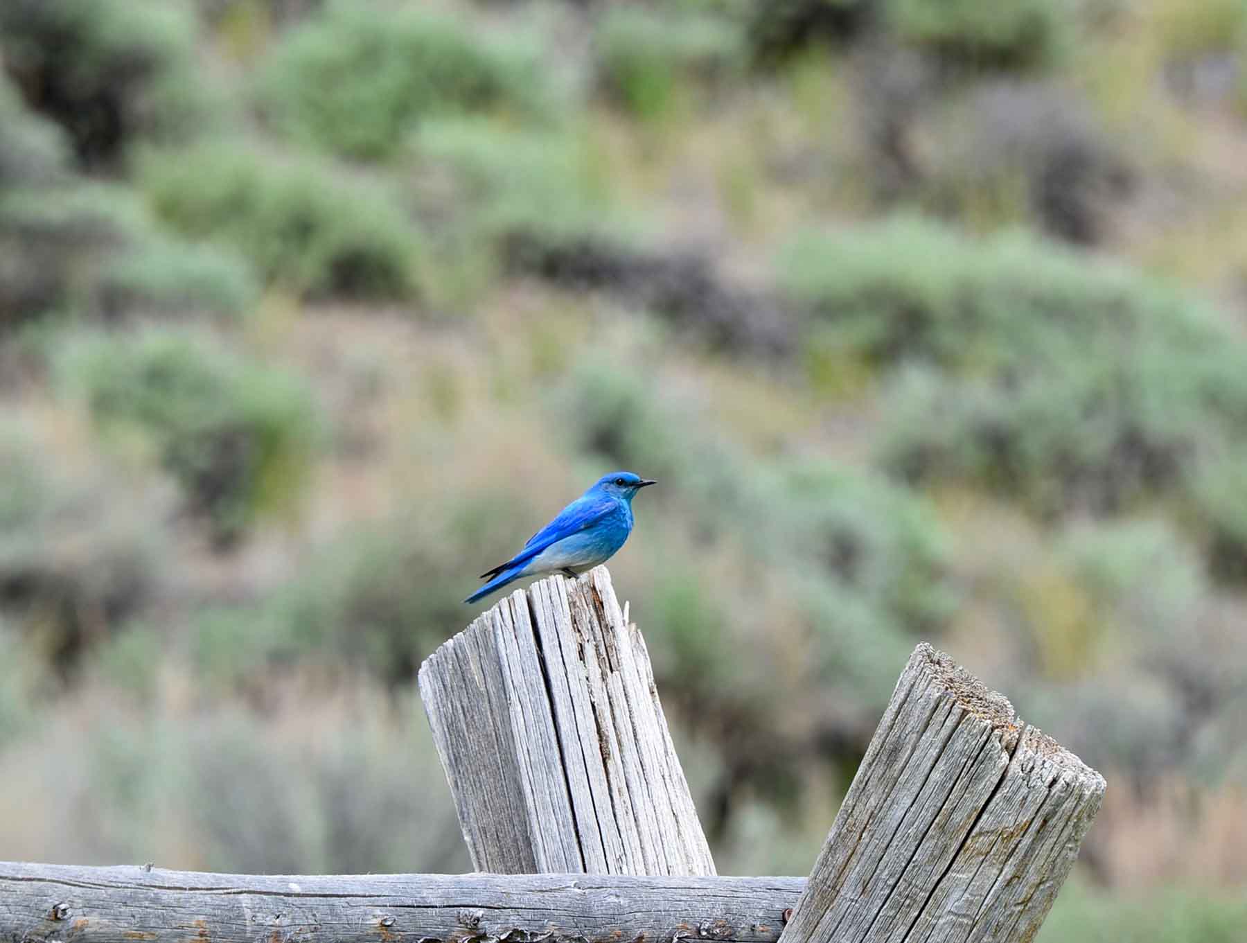 Little Morgan Creek Ranch property picture 25 of 58