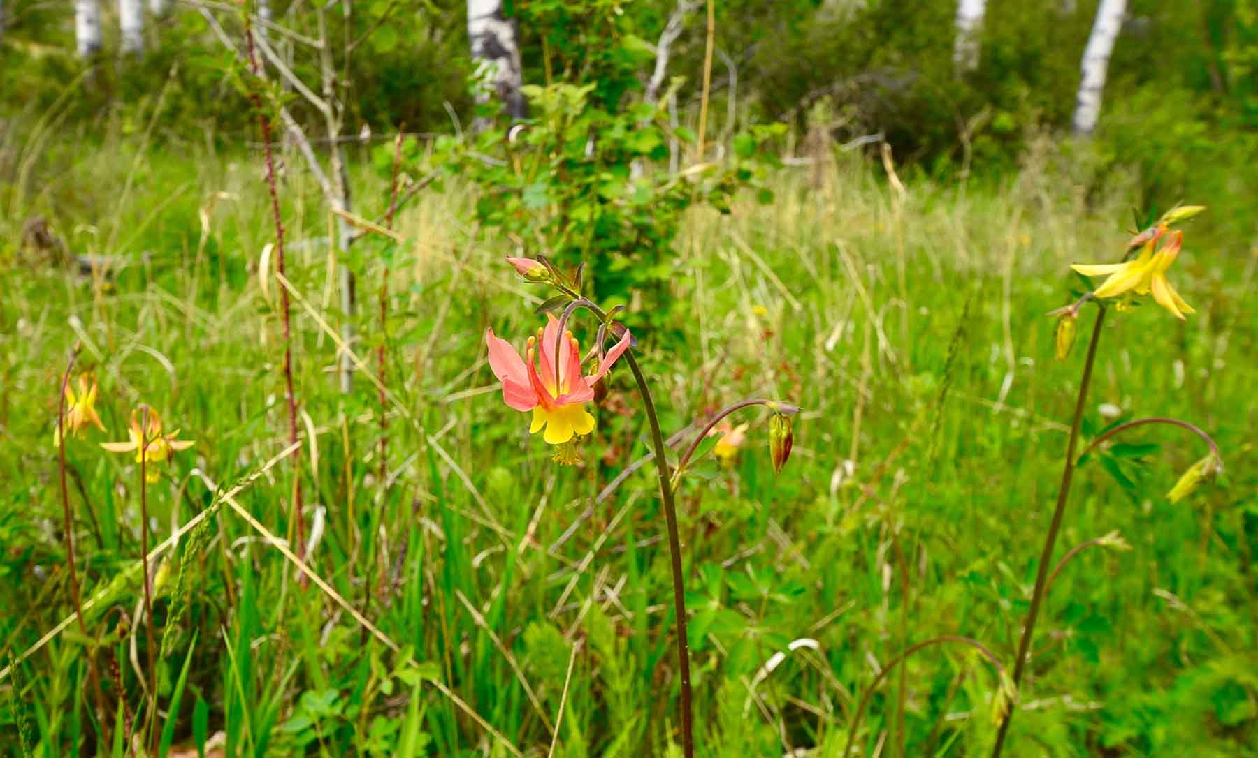 Little Morgan Creek Ranch property picture 29 of 58