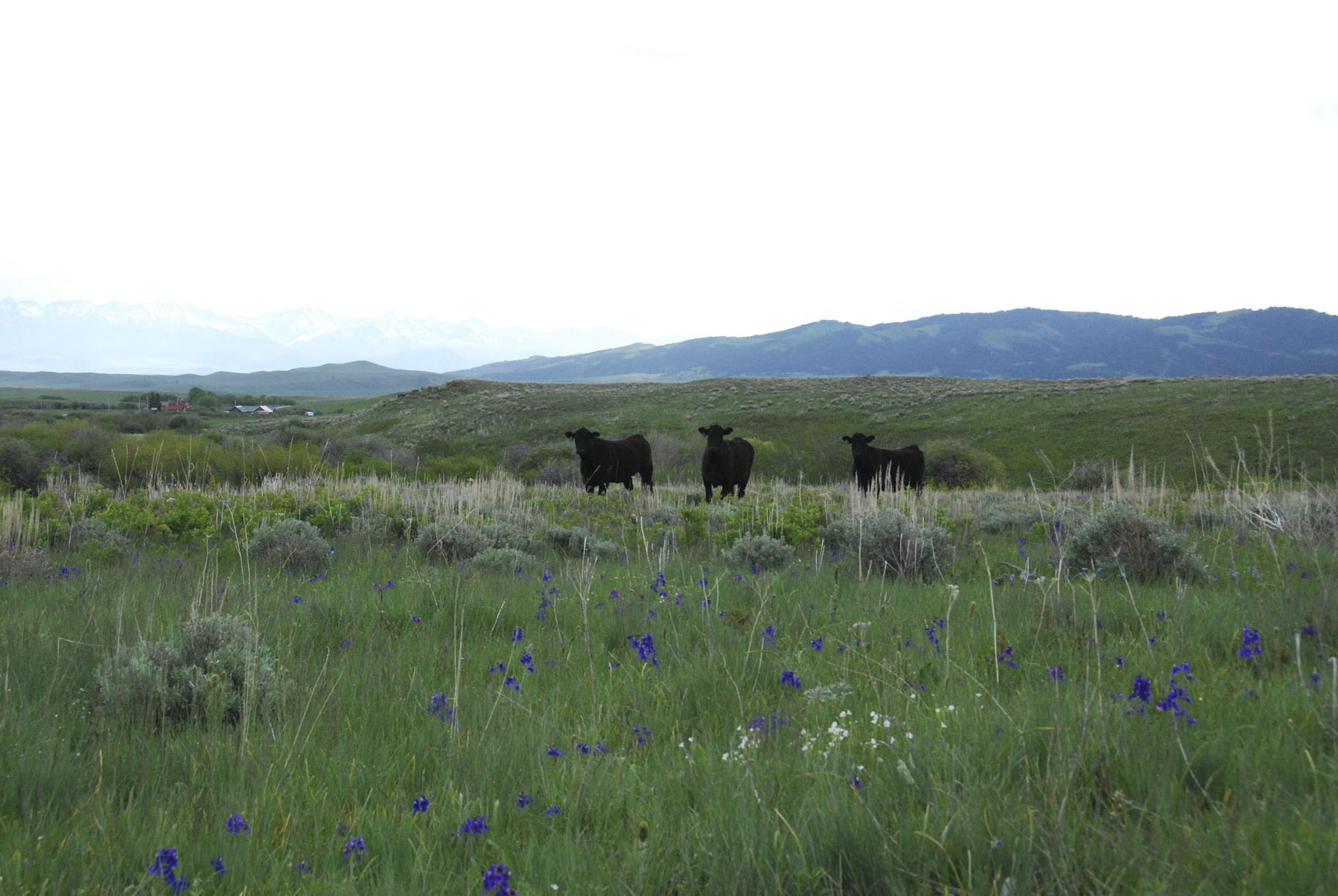 Bridger Peaks Ranch property picture 4 of 22