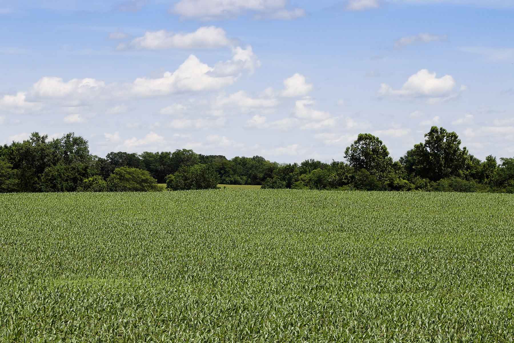 Hickory Cattle Company property picture 7 of 55