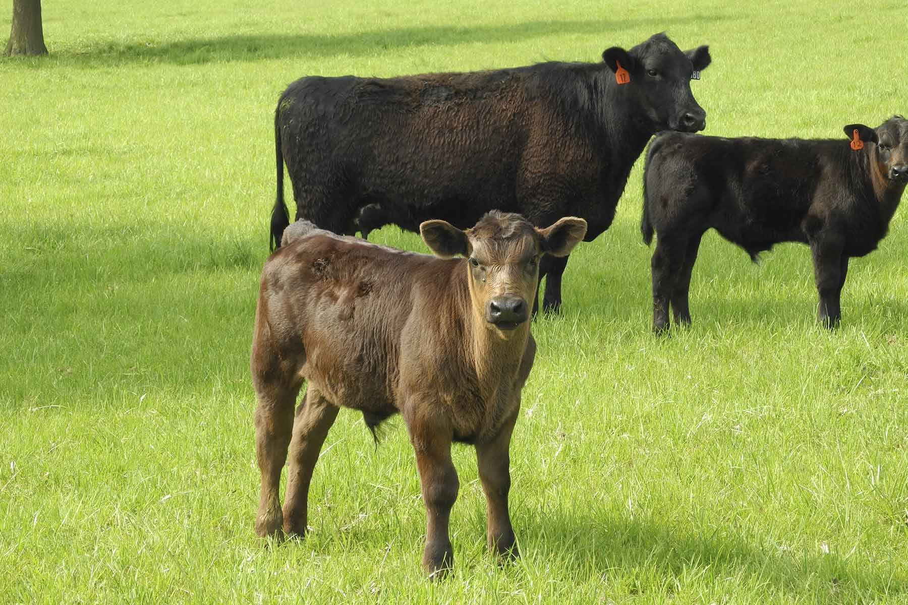 Hickory Cattle Company property picture 9 of 55