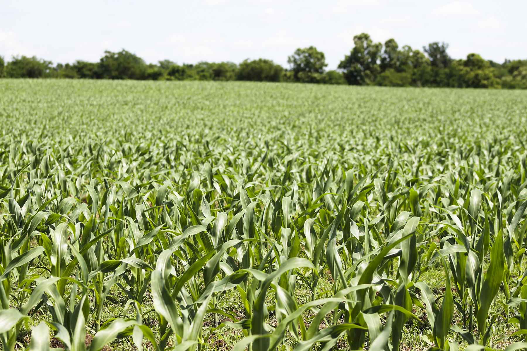 Hickory Cattle Company property picture 30 of 55