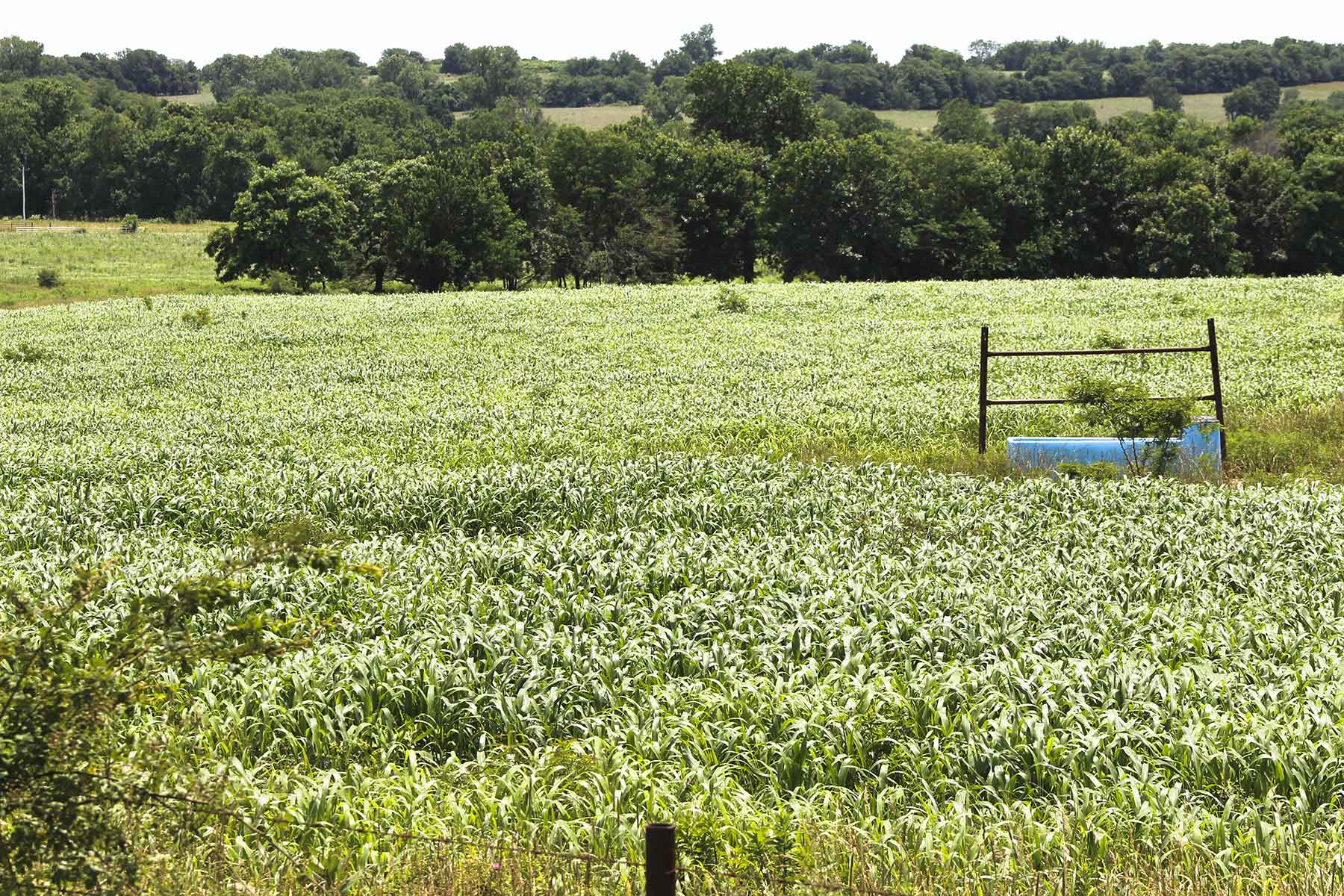 Hickory Cattle Company property picture 27 of 55