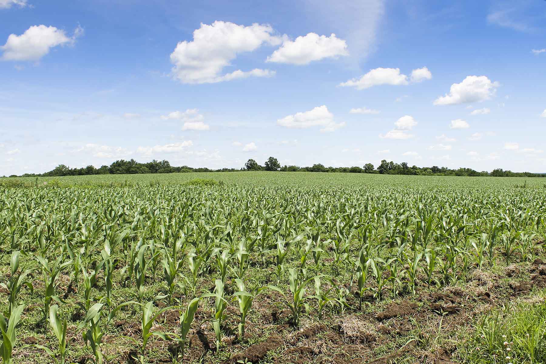 Hickory Cattle Company property picture 38 of 55