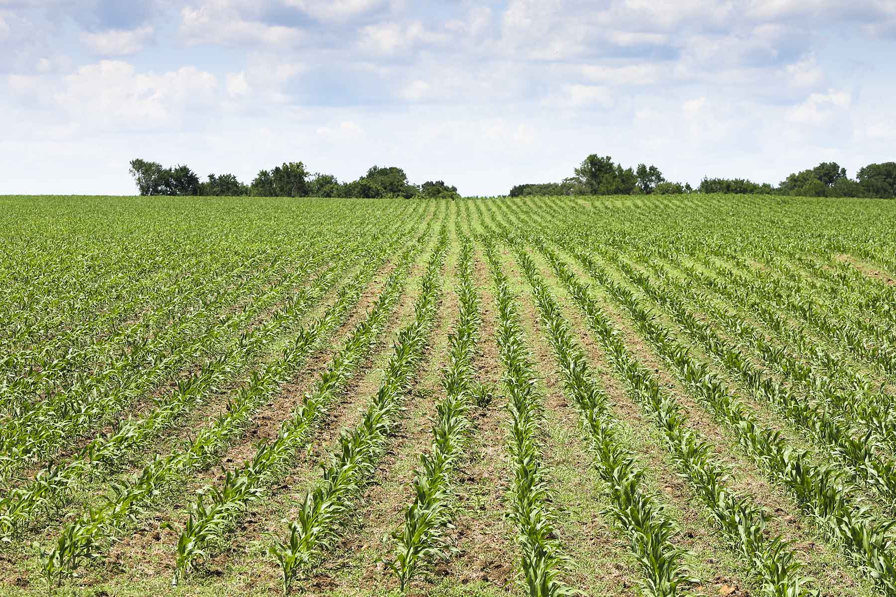 Hickory Cattle Company property picture 44 of 55