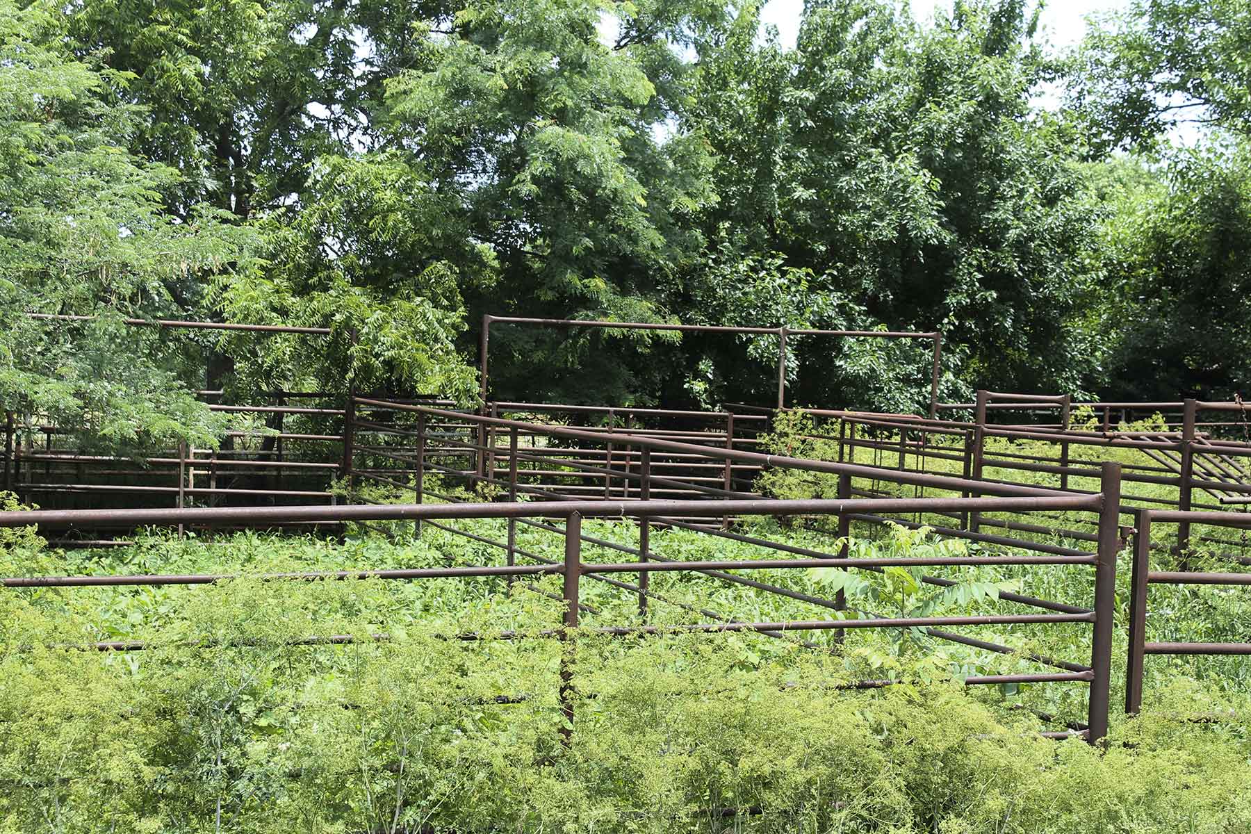 Hickory Cattle Company property picture 50 of 55