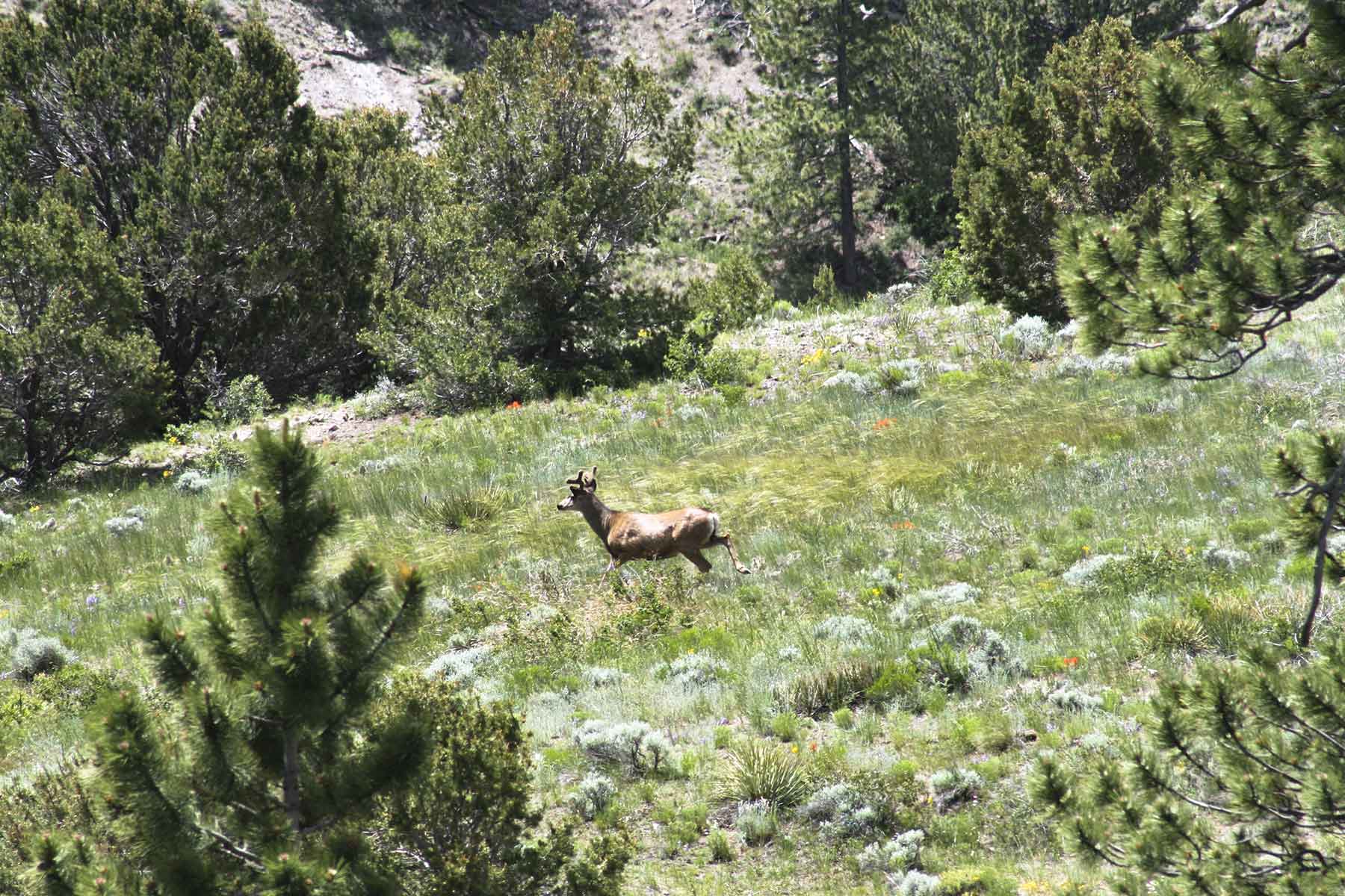 Mosca Pass Ranch property picture 54 of 84