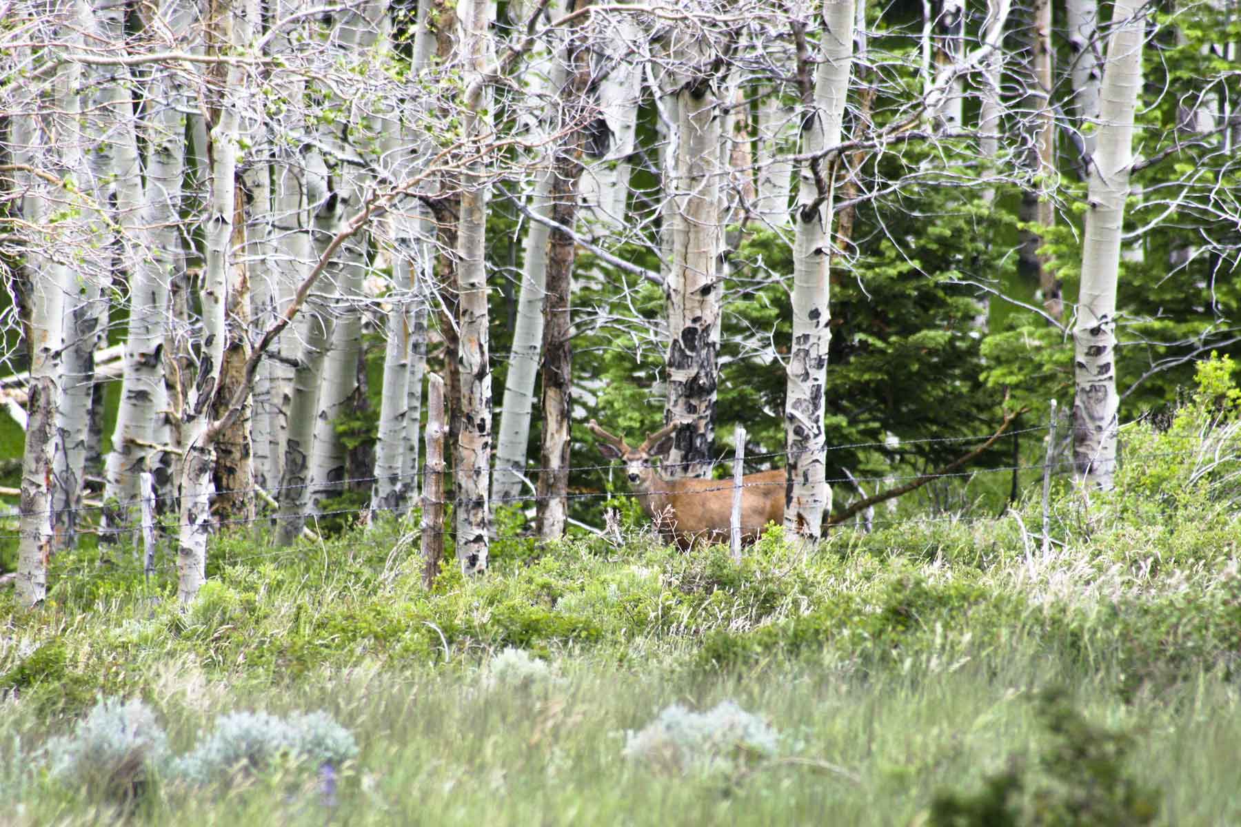 Mosca Pass Ranch property picture 53 of 84
