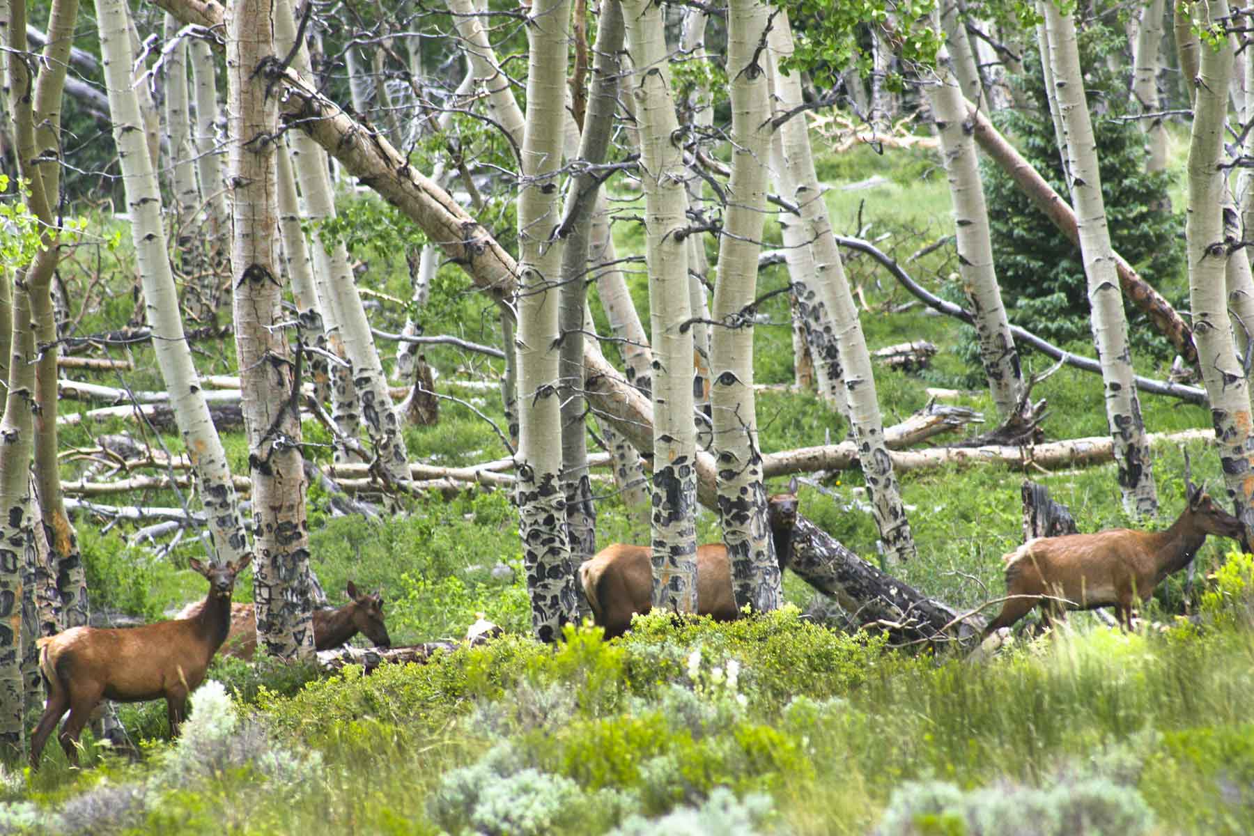Mosca Pass Ranch property picture 55 of 84