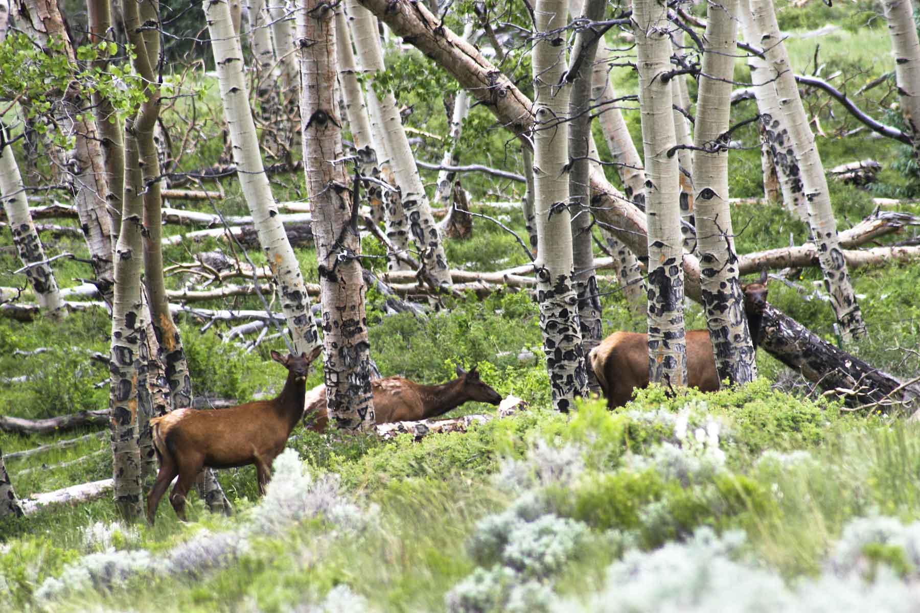 Mosca Pass Ranch property picture 52 of 84