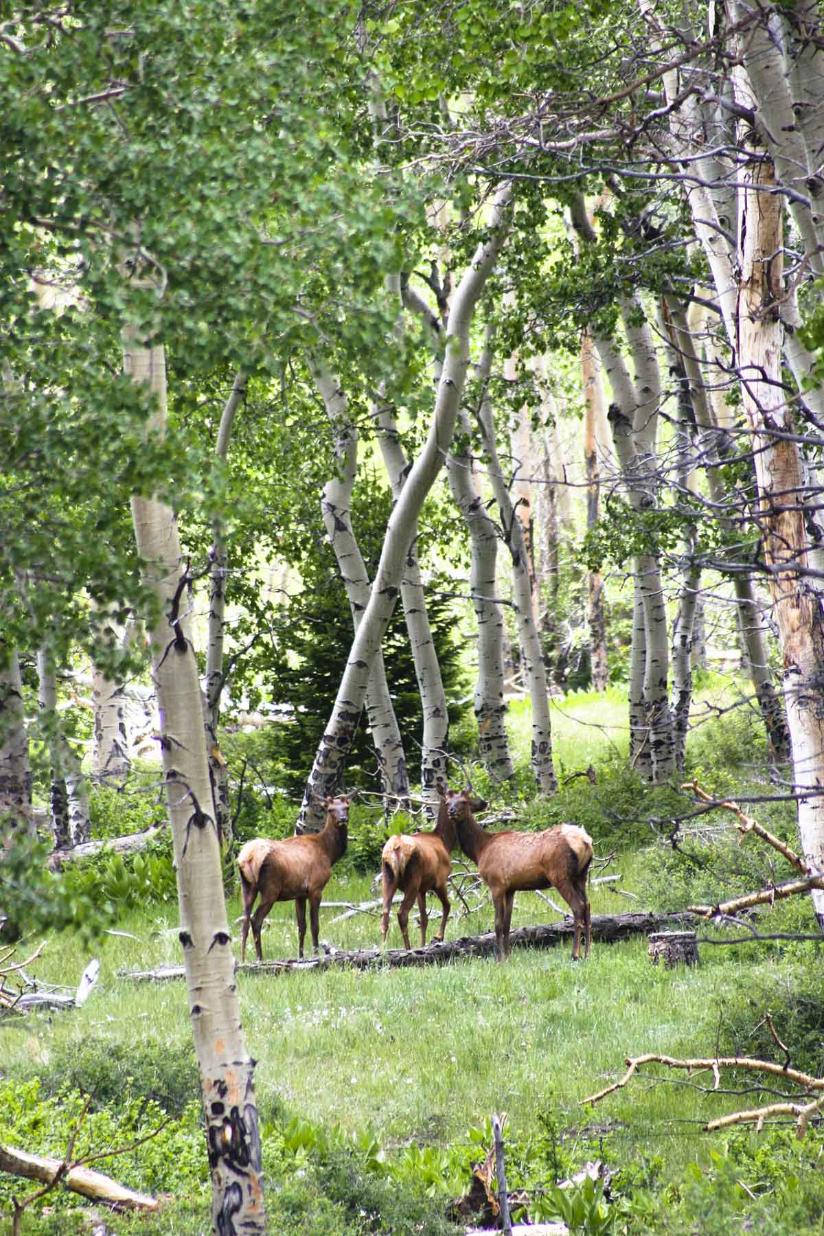 Mosca Pass Ranch property picture 56 of 84