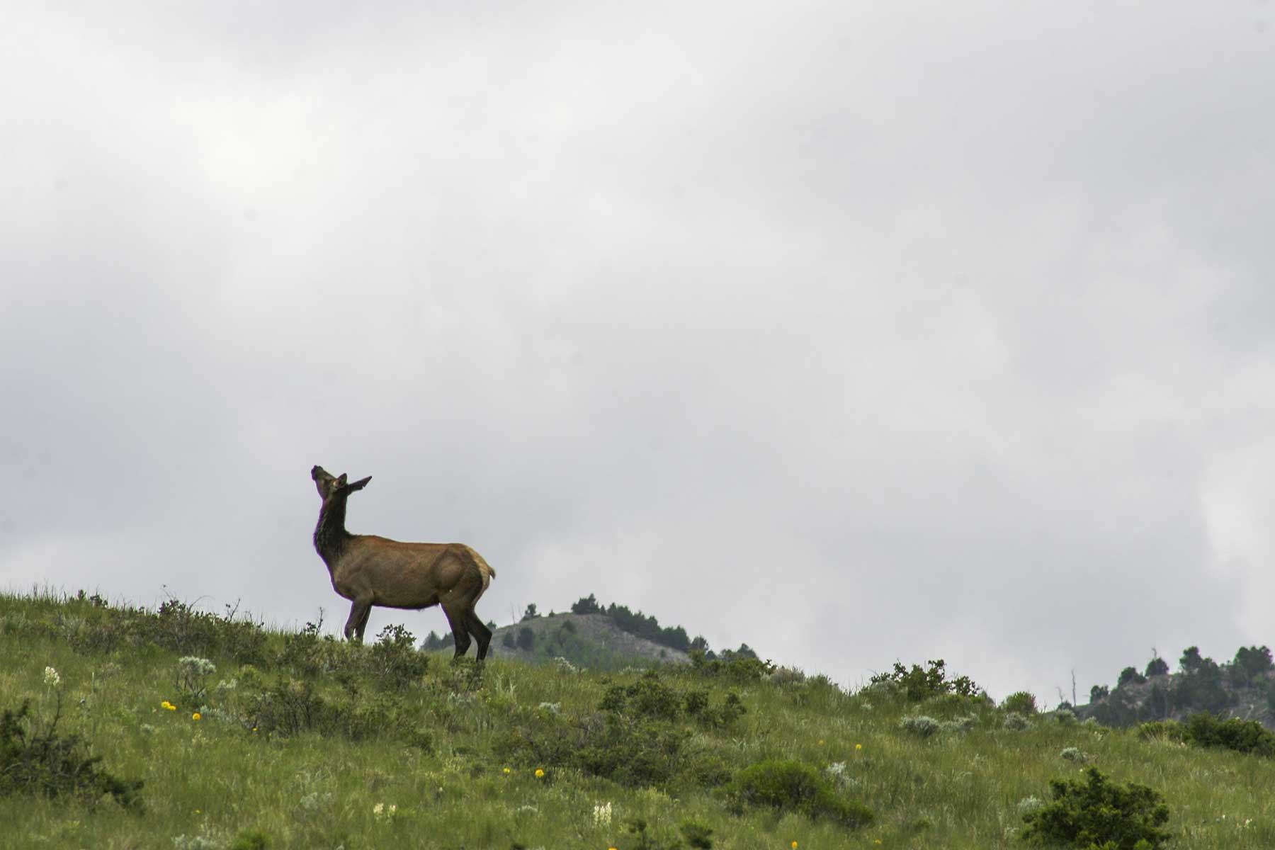 Mosca Pass Ranch property picture 59 of 84