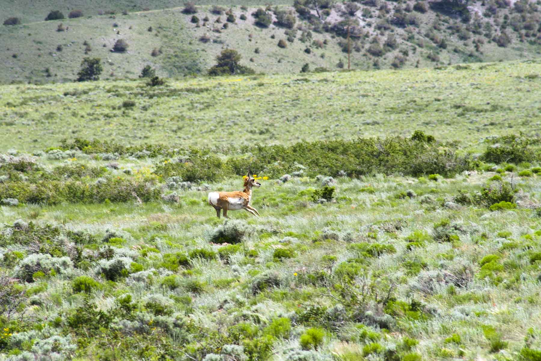 Mosca Pass Ranch property picture 60 of 84
