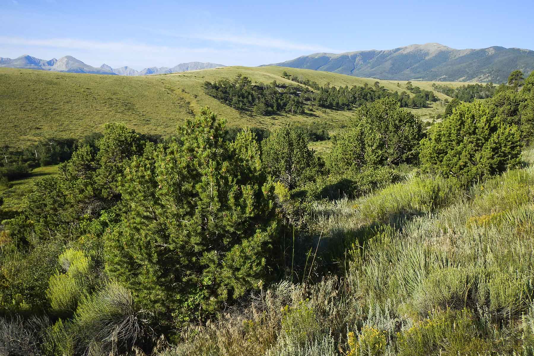 Mosca Pass Ranch property picture 67 of 84