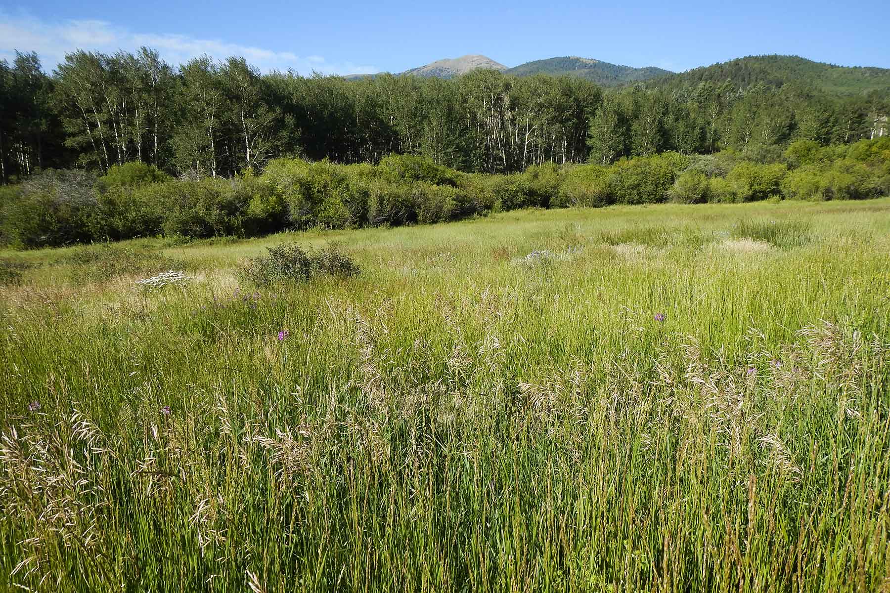 Mosca Pass Ranch property picture 5 of 84