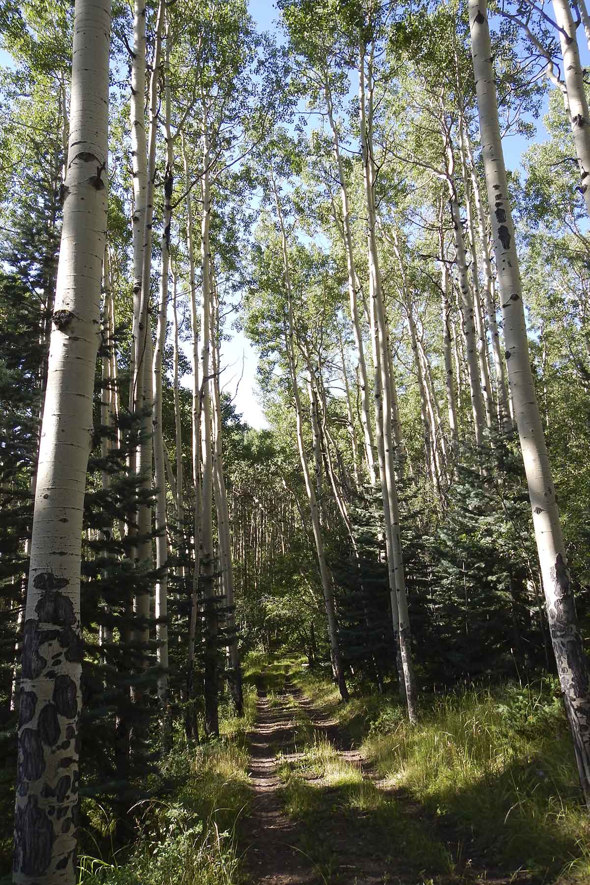 Mosca Pass Ranch property picture 6 of 84