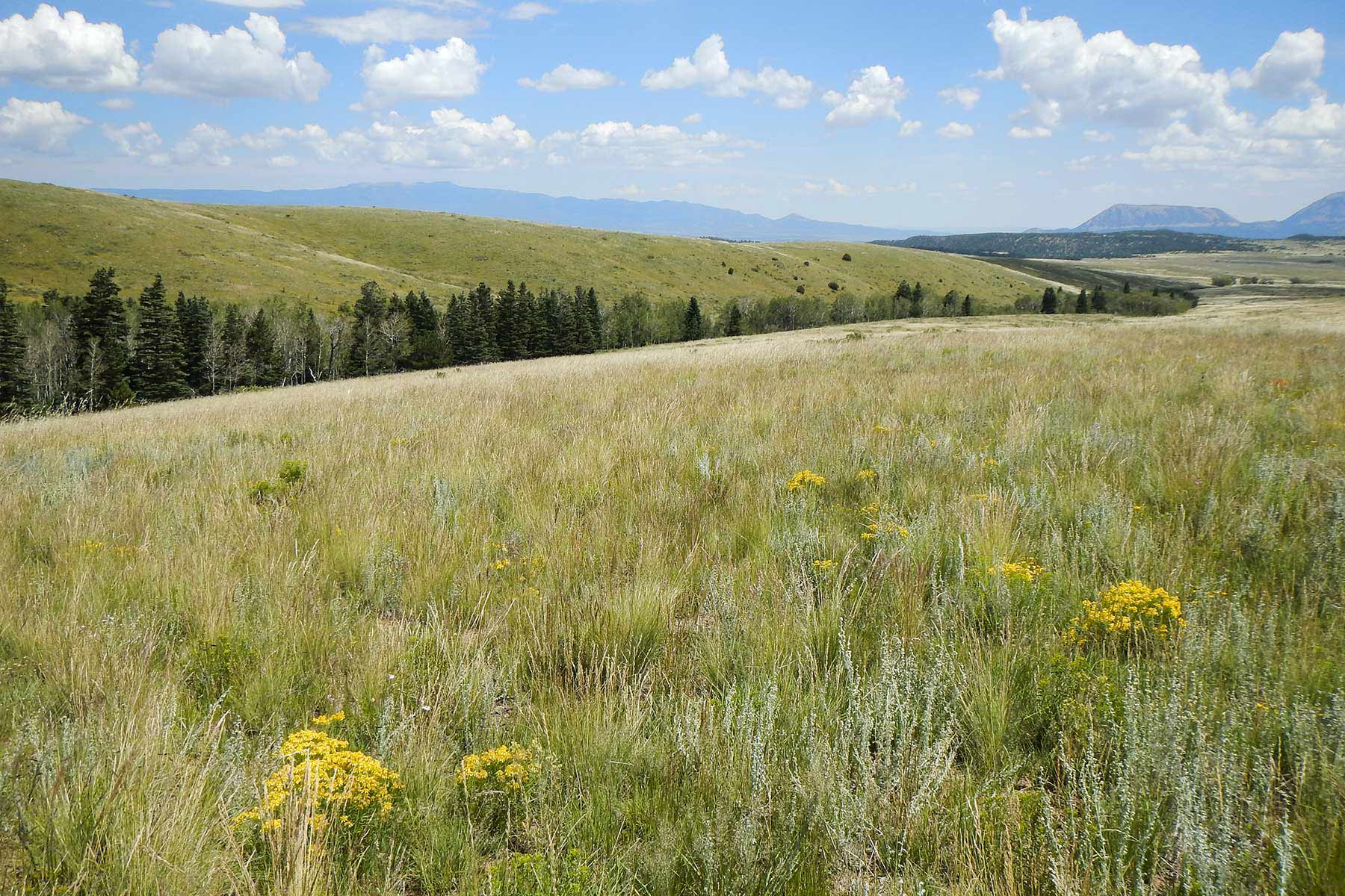 Mosca Pass Ranch property picture 8 of 84