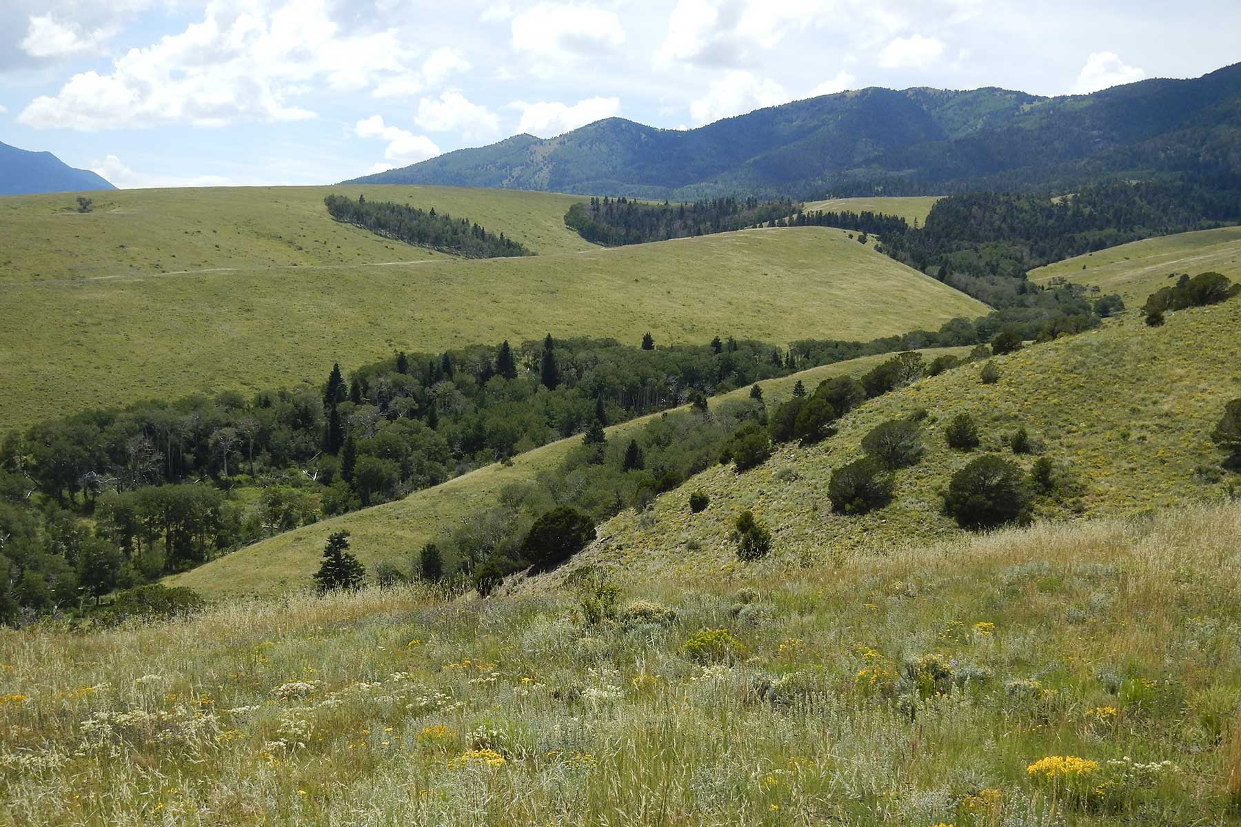 Mosca Pass Ranch property picture 9 of 84