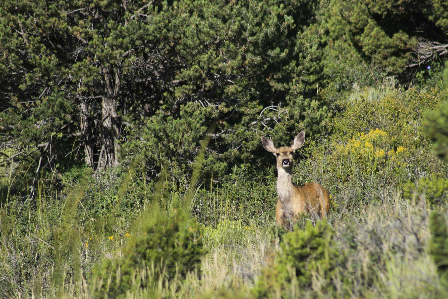 Mosca Pass Ranch property picture 10 of 84