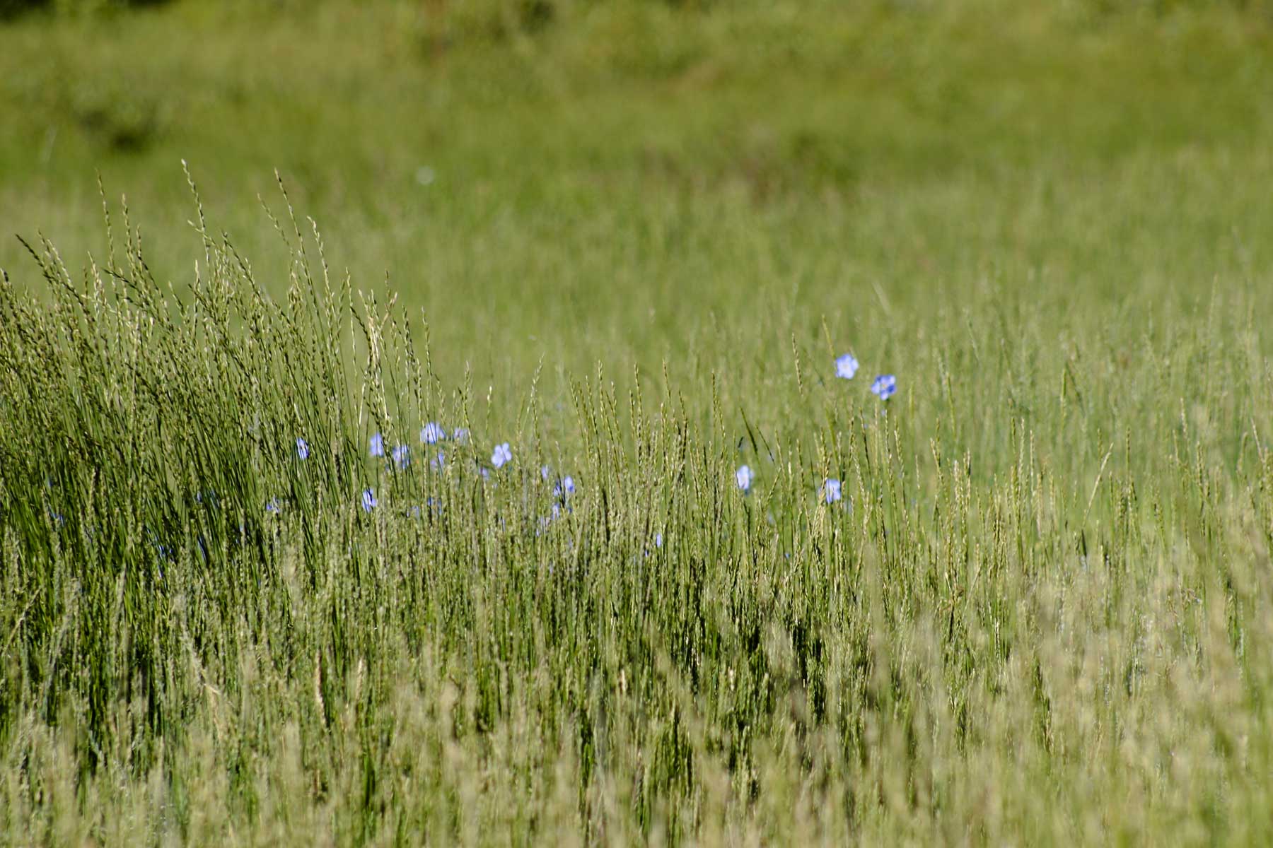 Mosca Pass Ranch property picture 11 of 84