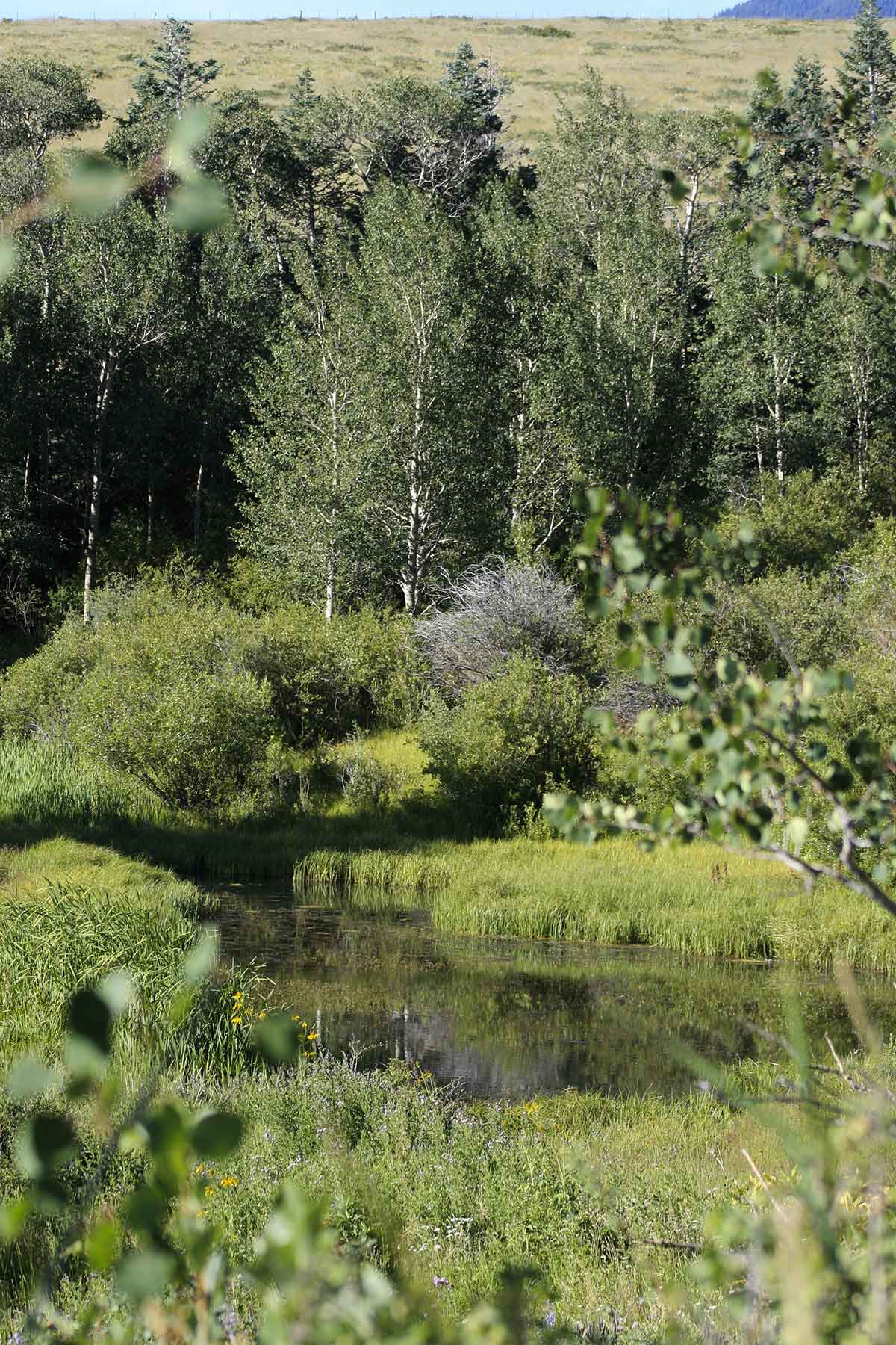 Mosca Pass Ranch property picture 12 of 84
