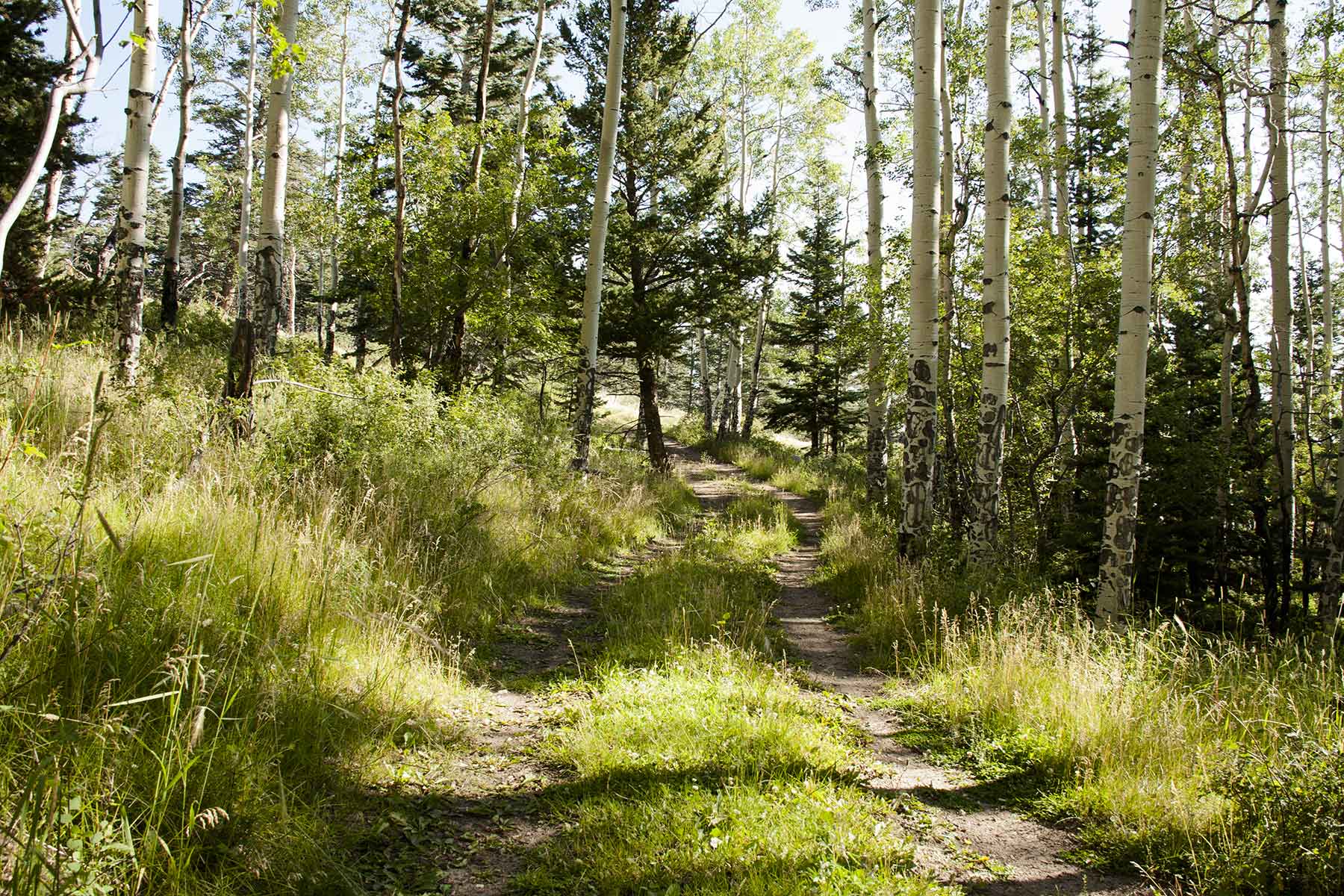 Mosca Pass Ranch property picture 16 of 84