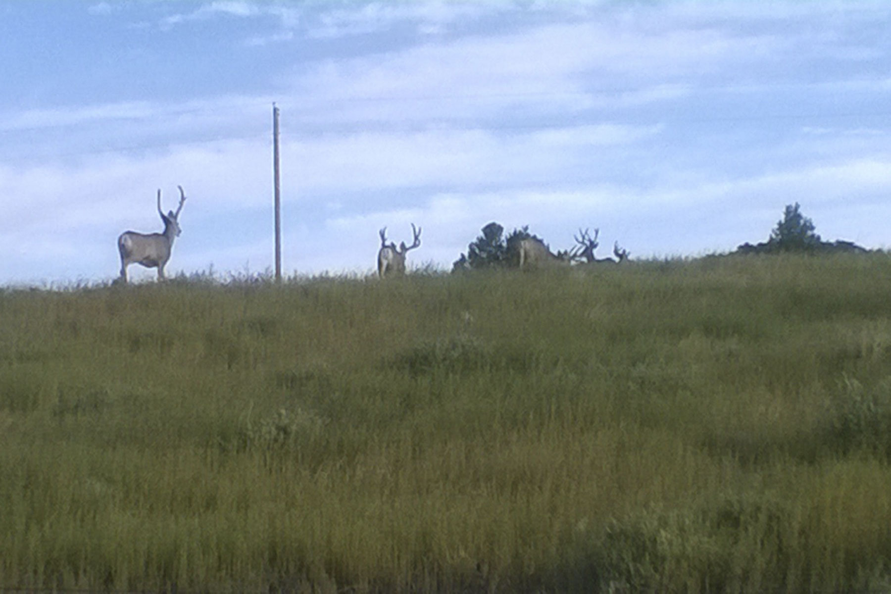 Mosca Pass Ranch property picture 77 of 84