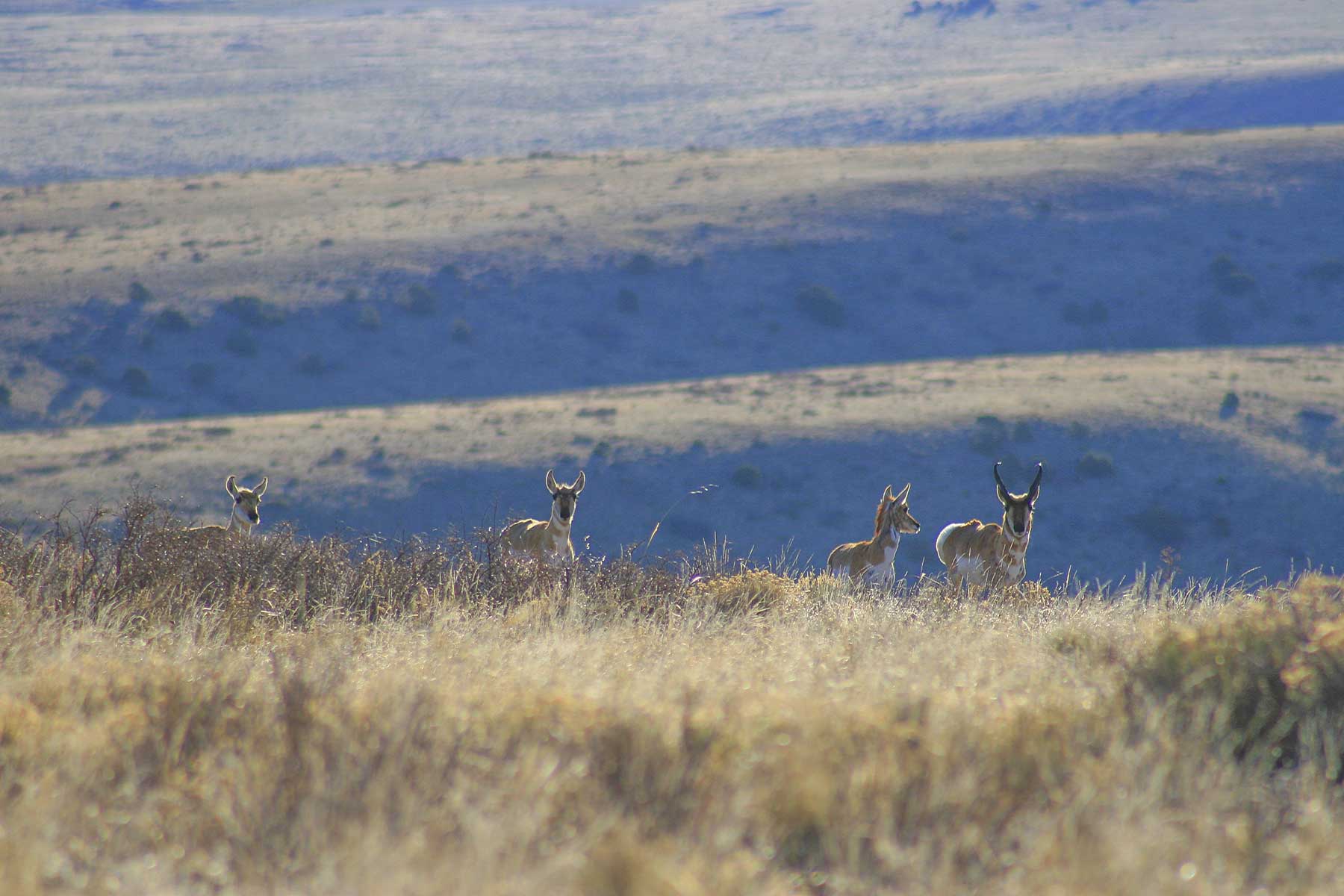 Mosca Pass Ranch property picture 81 of 84