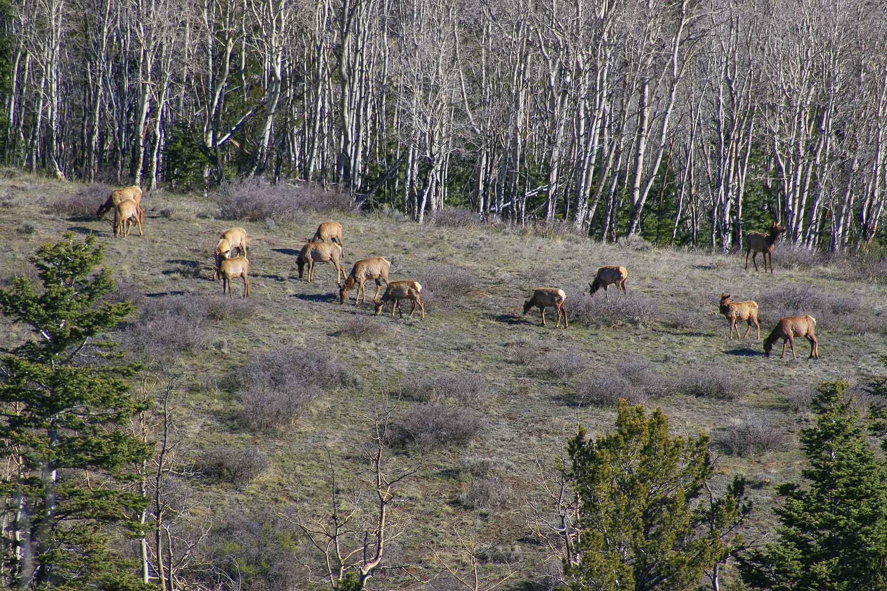 Mosca Pass Ranch property picture 80 of 84