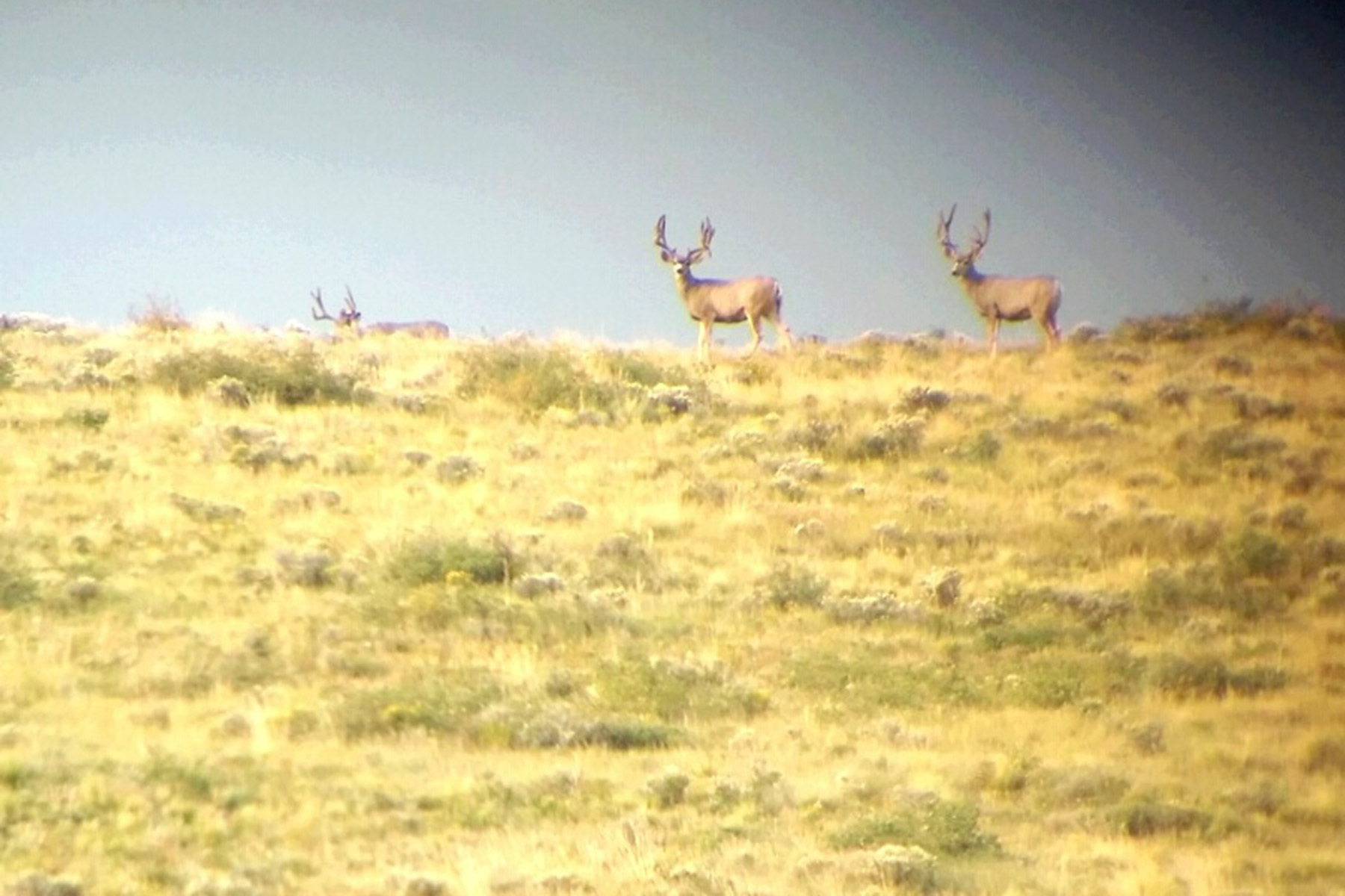 Mosca Pass Ranch property picture 84 of 84