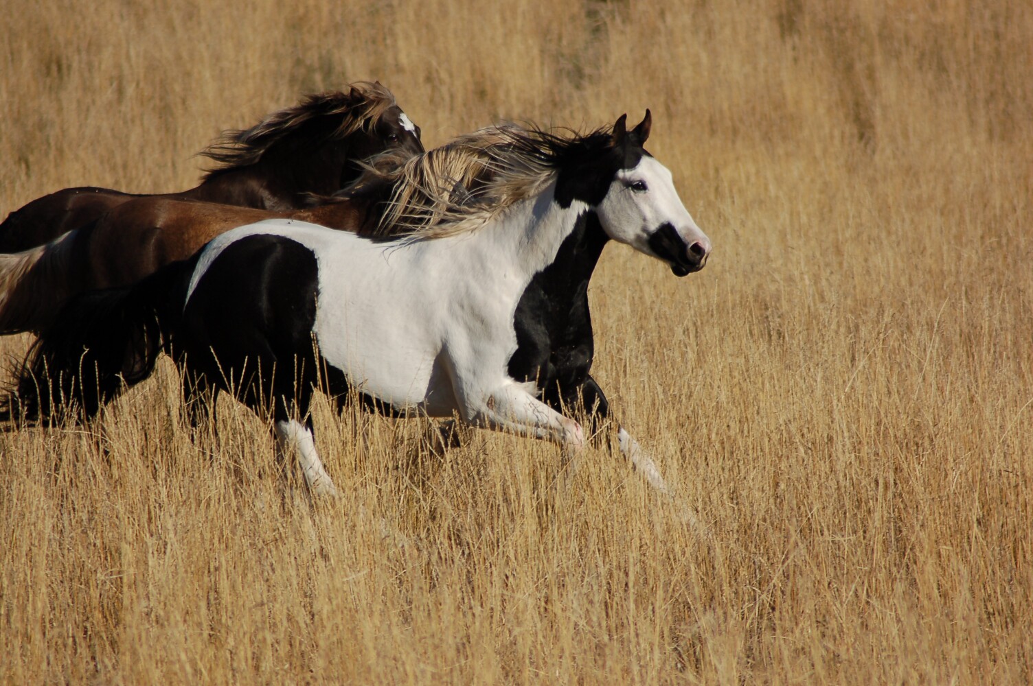 War Horse Ranch property picture 29 of 64