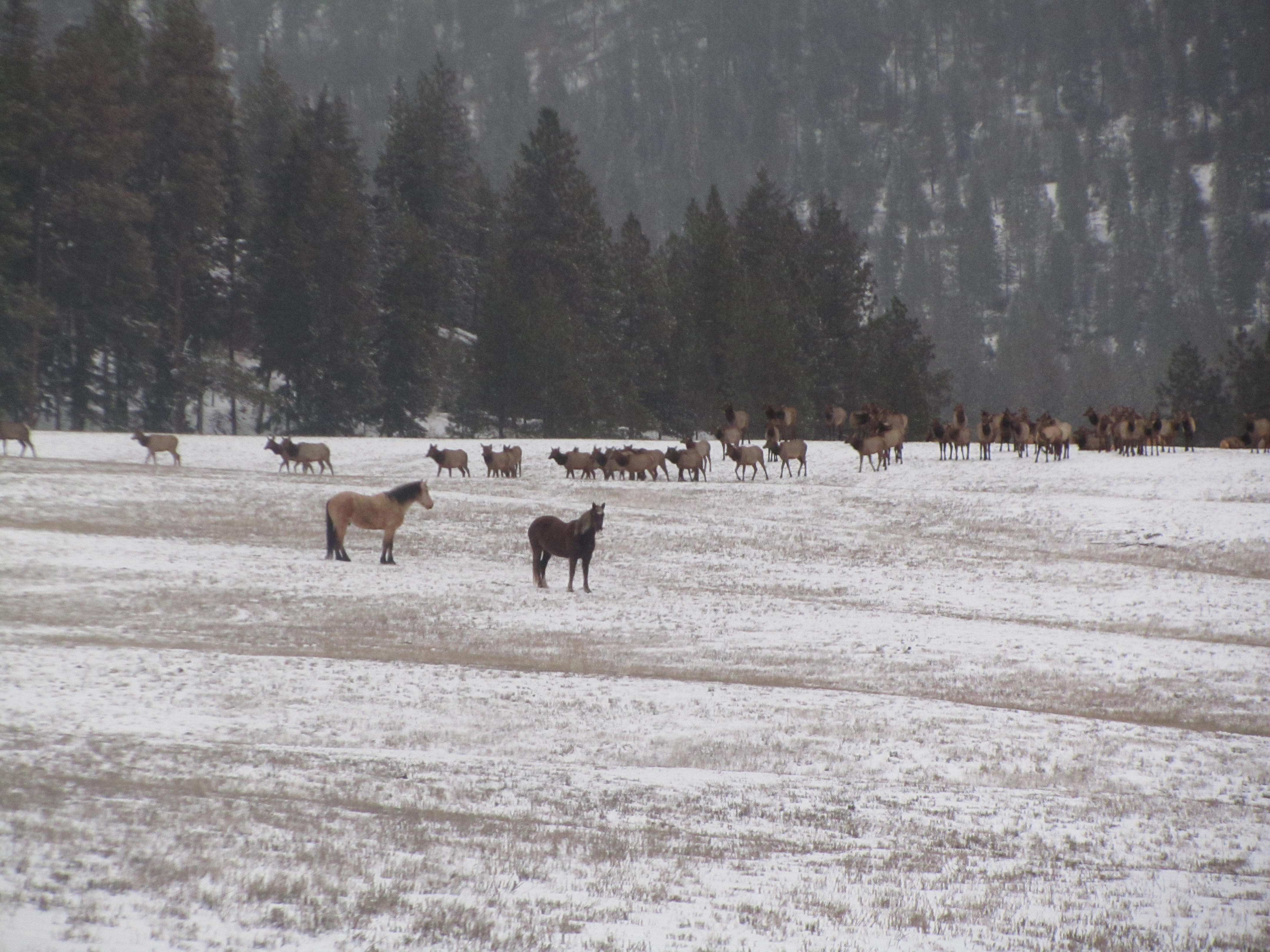 War Horse Ranch property picture 3 of 64
