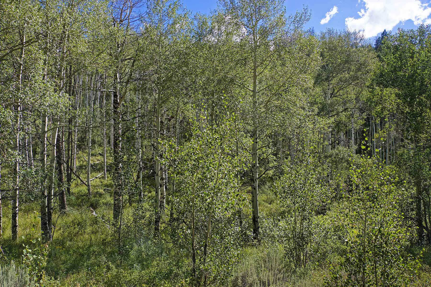 Whiskey Gulch Ranch property picture 7 of 13