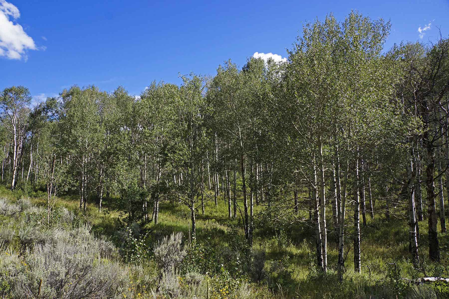 Whiskey Gulch Ranch property picture 8 of 13