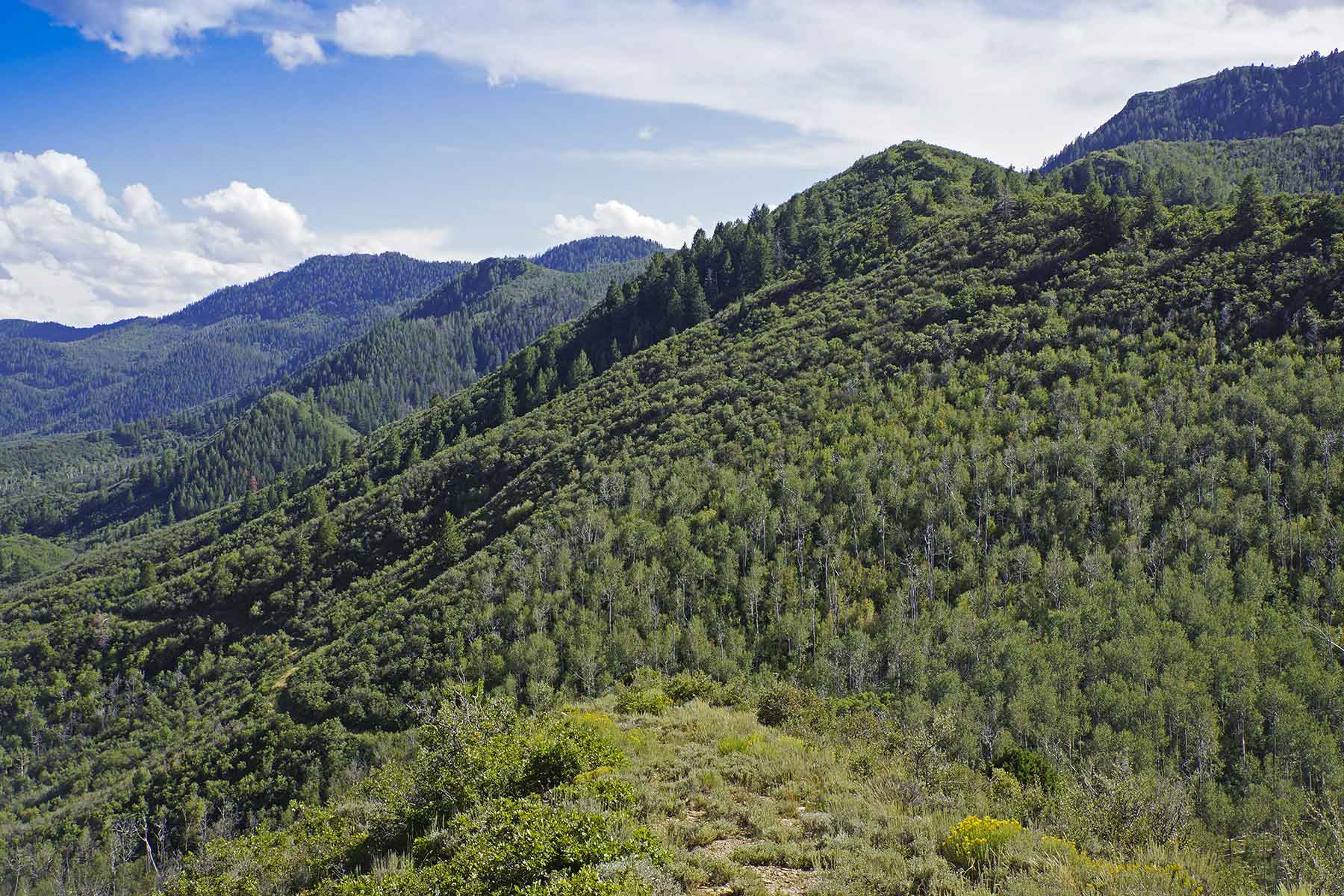 Whiskey Gulch Ranch property picture 9 of 13