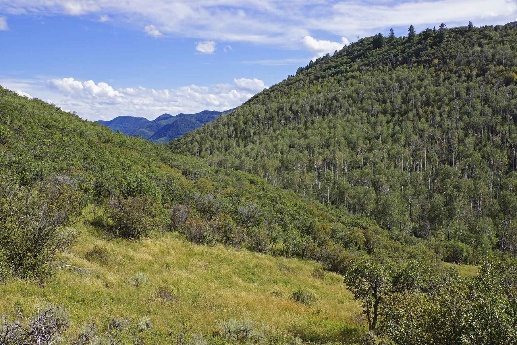 Whiskey Gulch Ranch property picture 12 of 13