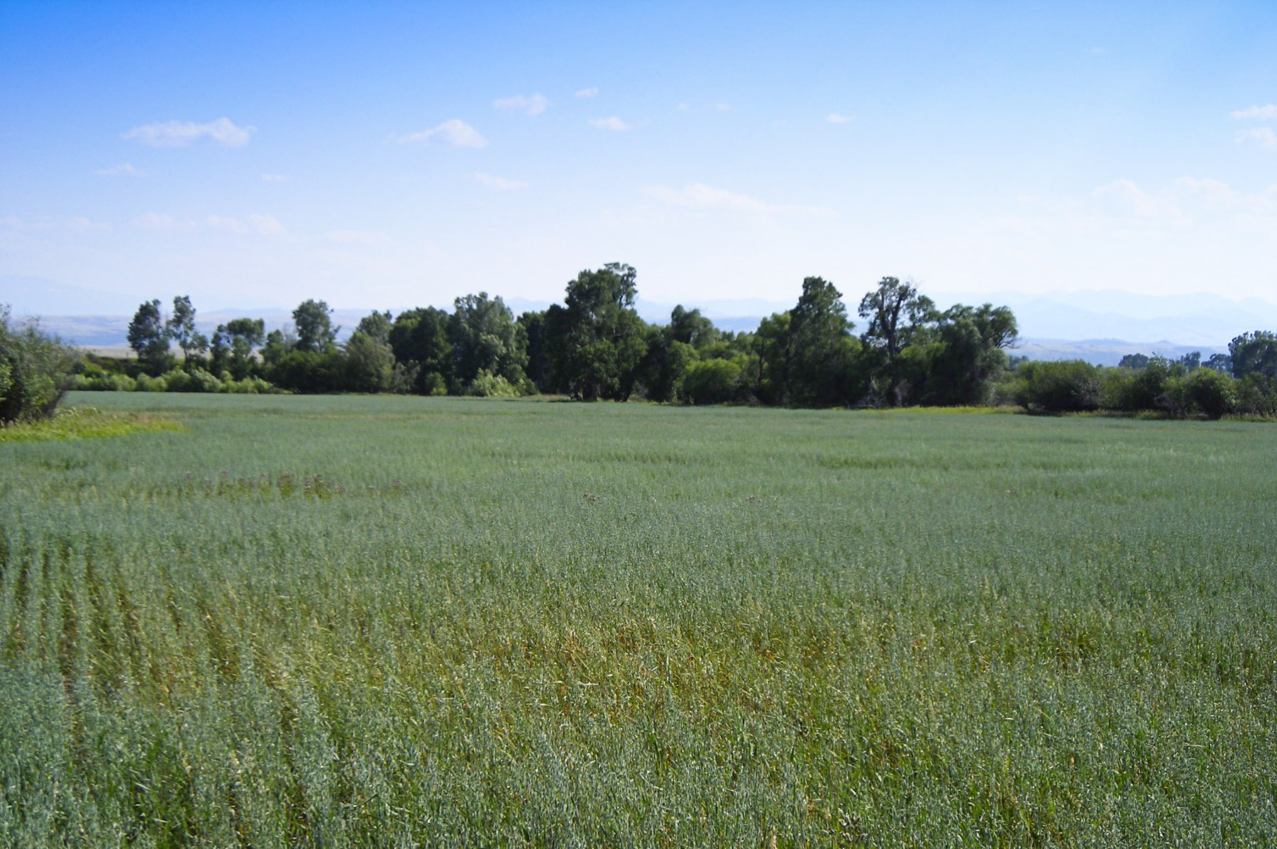 Sweet Grass Creek Ranch property picture 33 of 45